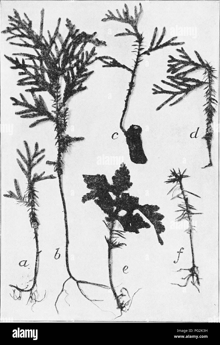 . Morphology of gymnosperms. Gymnosperms; Plant morphology. CONIFERALES (PINACEAE) 227. Fig. 256.—^Juvenile leaves: a-d, Thuja occidentalis; u, b, seedlings; c, d, shoots from adventitious buds; e, }, seedlings of Phyllocladus rhomboidalis.. Please note that these images are extracted from scanned page images that may have been digitally enhanced for readability - coloration and appearance of these illustrations may not perfectly resemble the original work.. Coulter, John Merle, 1851-1928; Chamberlain, Charles Joseph, b. 1863; Coulter, John Merle, 1851-1928. Morphology of spermatophytes. Part  Stock Photo