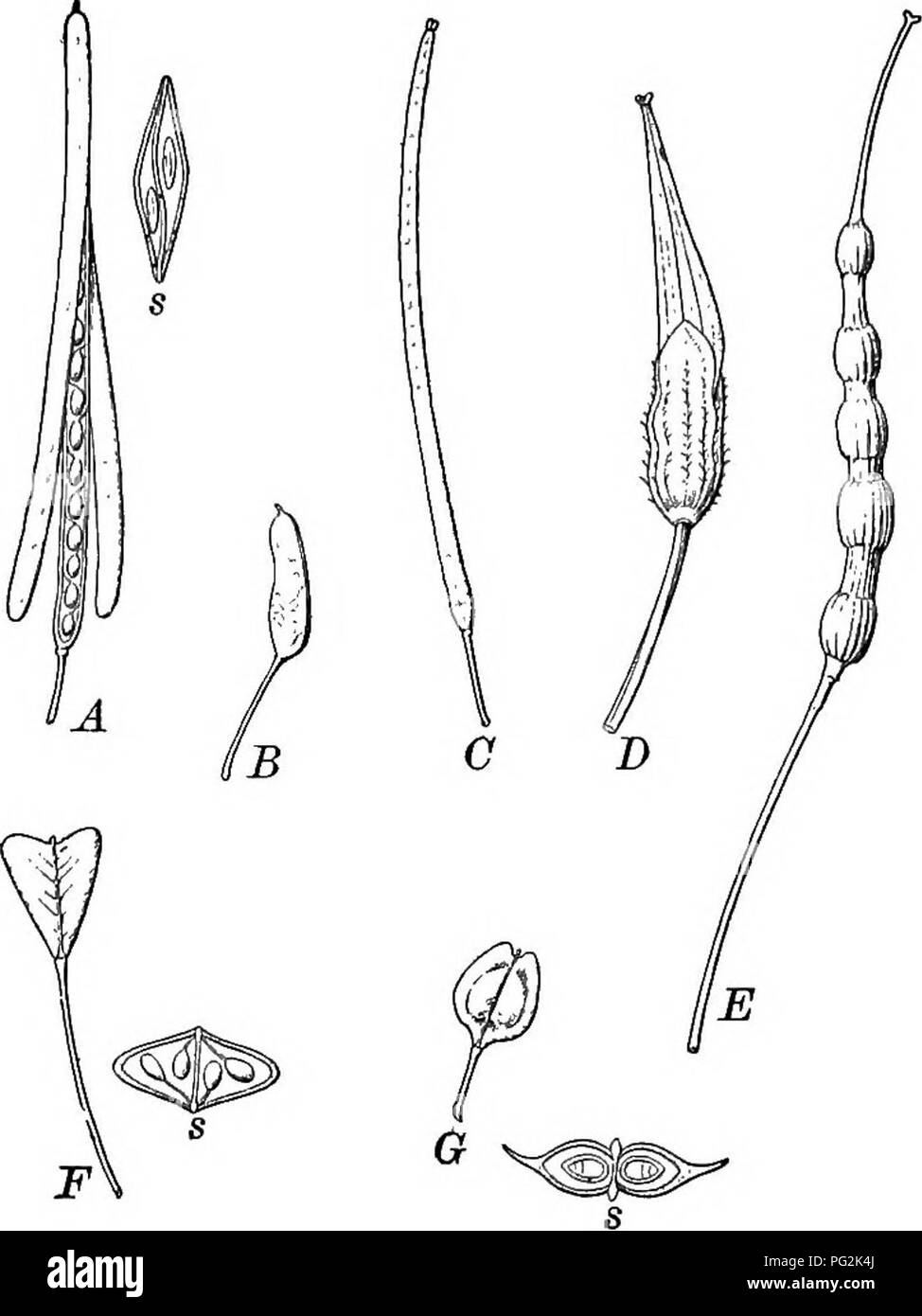 . Key and flora : northern and central states . Botany. 100 KEY AND FLORA. Fig. 18. Types of pods of Cruciferoe A, flattened pod of Arabis, seeds.in a single row in each cell: s, cross section of pod, showing flattening parallel to the partition. B, pod of Radicula palustris, seeds in several rows. C, nearly cylindrical pod of Sisymbrium. D, beaked pod of white mustard (Sinapis alba). E, dried necklace-shaped and beaked pod of radish (Saphanus Raphanistrum). F, flattened pod of shepherd's purse {Capsella Bursa-pastoris): s, cross section, showing flat&gt; tening at right angles to the partitio Stock Photo