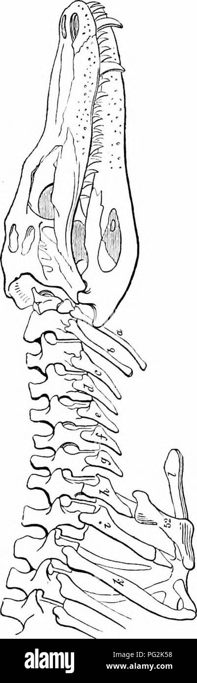 . On the anatomy of vertebrates. Vertebrates; Anatomy, Comparative; 1866. 66 ANATOMY OF VERTEBRATES. 54 more downward, so as to form the body of the rib, which termi- nates, however, in a free point. In the ninth cervical, the rib, i, is increased in length, but is still what would be termed a ' false' or ' floating ril) ' in anthropotomy. In the succeeding vertebra the pleurapojihysis, fig. 54, /.•, articulates with a hjcmapophysis, and the haemal arch is completed by a hajmal spine; by which completion of the typical segment we distinguish tlie commencement of the series of dorsal vertebri-c Stock Photo