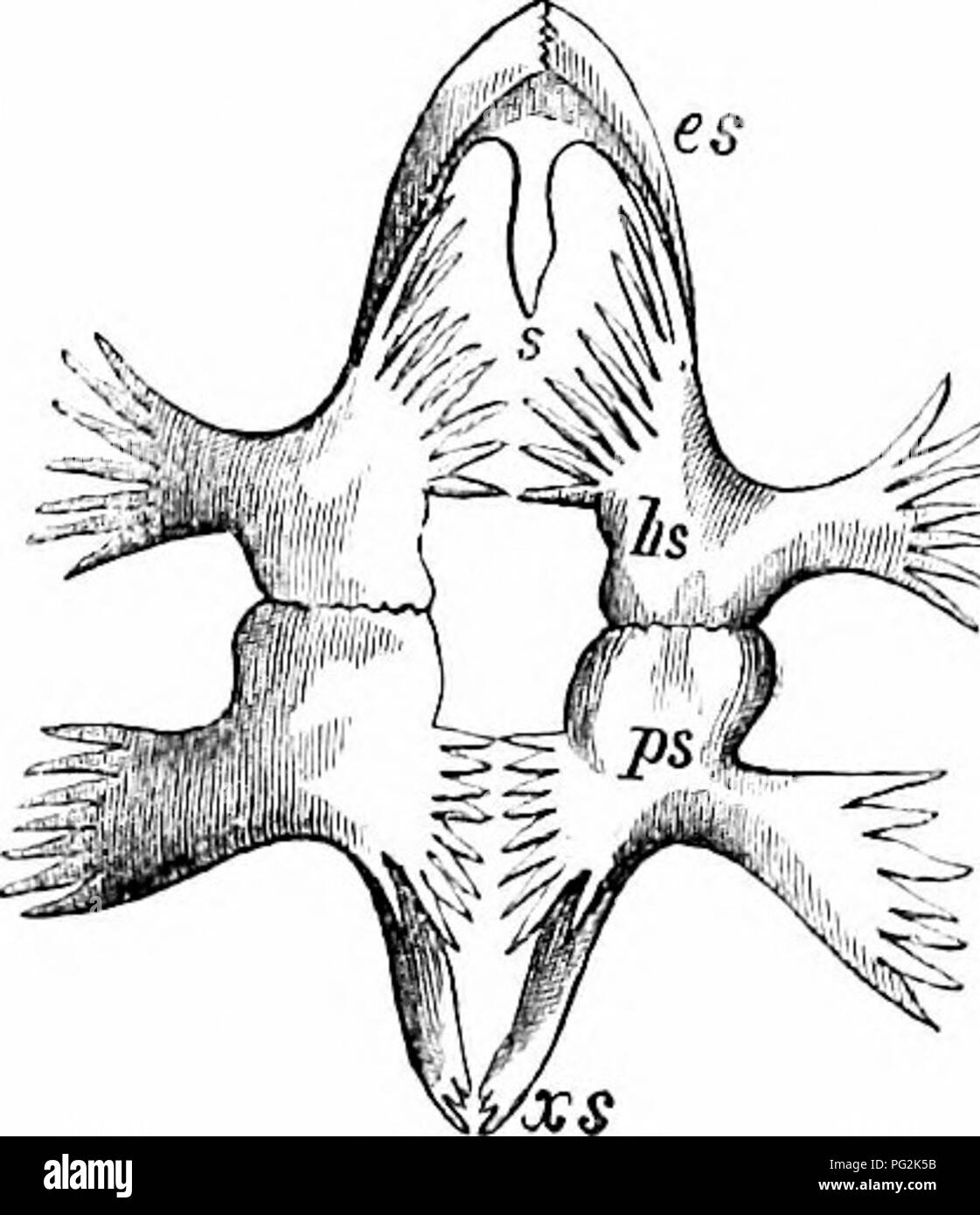 . On the anatomy of vertebrates. Vertebrates; Anatomy, Comparative; 1866. ANATOMY OF VERTEBRATES. (i3 ginal scutes,' suiiported by the marginal plates, and crossing their sutures. In the Trianijcida the exterior surfiice of the carapace and plastron is remarkable ibr its rougli vermicular or piuictate sculptiu'ing. The median bony pieces of the carapace, fig. 52, ch, s i to .s ii, have been regarded as lateral expansions of the summits of the neural spines ; the medio-lateral pieces, ib. pi i to pi 8, as similar devclopemcnts of the ril^s ; and the marginal pieces ib. m i to m 13, as the homol Stock Photo