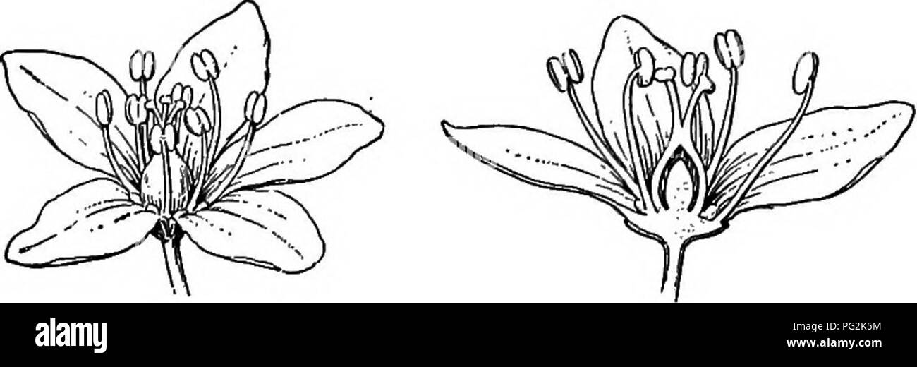 . Key and flora : northern and central states . Botany. 72 KEY AND FLORA 6. P. dumetorum L. False Buckwheat. Perennial. Stems slen- der, twining, branched, 2-10 ft. long. Leaves ovate, taper-pointed, heart-shaped to halberd-shaped at the base, long-petioled. Stipules cylindrical, truncate. Flowers in axillary, more or less compound and leafy racemes. Calyx greenish-white, the outer lobes winged and form- ing a margin on the pedicel. Stamens 8. Stigmas 3. Akene 3-angled, black, smooth, and shining. Margins of fields and thickets.* ni. FAGOPYRUM L. Smooth annual herbs, with more or less triangul Stock Photo