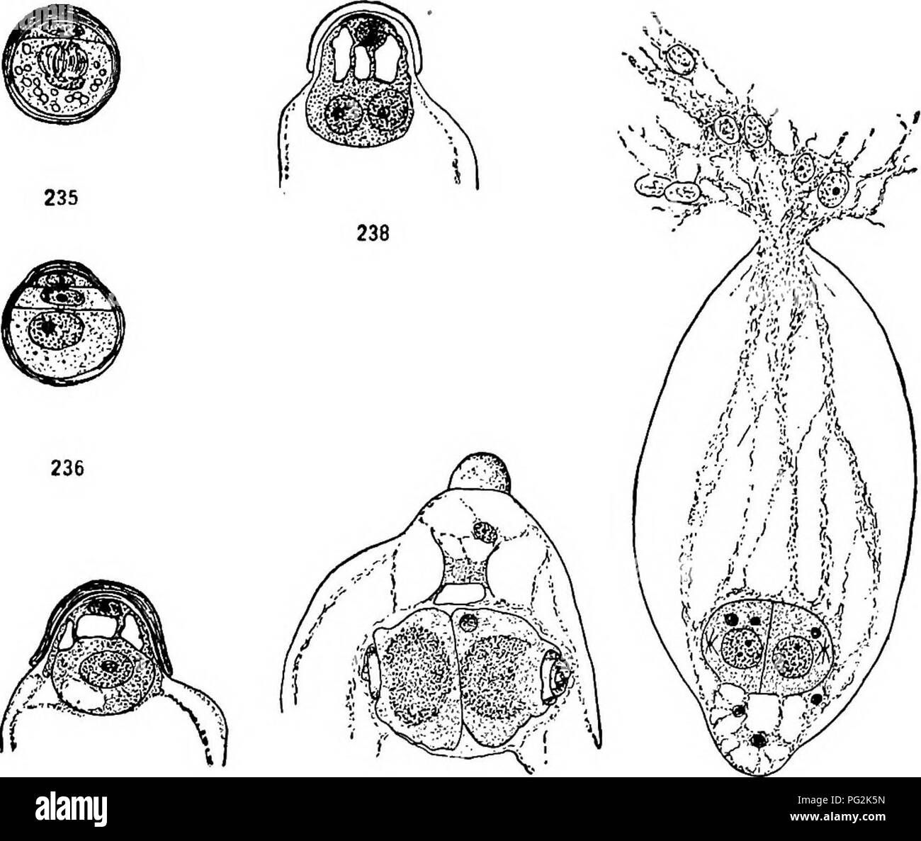 . Morphology of gymnosperms. Gymnosperms; Plant morphology. GINKGO ALES 207 becoming brown and forming a resistant beak that long persists as a cap on the sac. The pollen grains, carried well below the beak by the deepening of the chamber, send out their tubes in every direction into the adjacent nucellar tissue, but chiefly away from the embryo. 240 239 Figs. 235-240.—Ginkgo biloba: the male gametophyte; fig. 235, pollen grain, showing evanescent prothallial ceU and persistent prothallial cell; the mitosis in the antheridium initial will form the generative and tube cells; April 24; X500; fig Stock Photo
