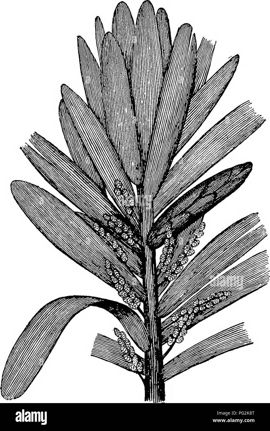 . Morphology of gymnosperms. Gymnosperms; Plant morphology. CORDAITALES 169 daites are grasslike, not over half a meter long and about a centimeter wide. In still other cases, the leaves are said to be comparatively. Fig. 199.—Cordaites laevis: restoration of branch with spatulate leaves and branches bearing numerous strobili; a large bud is shown at the right.—After Grand 'EUEY (2). short and obovate, cen branching dichotomously, a type suggestive of the leaves of Ginkgo. The recorded anatomy of the leaves has all been obtained from Cordaites, and is very characteristic (figs. 200-202). Each  Stock Photo