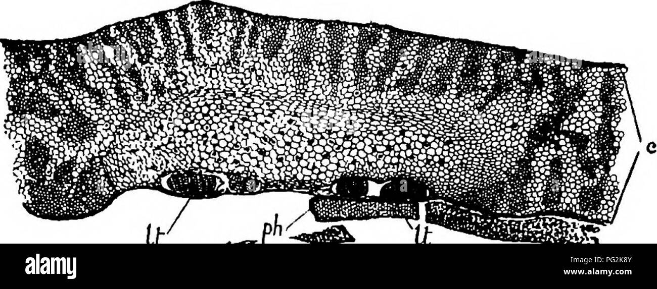 . Morphology of gymnosperms. Gymnosperms; Plant morphology. CORDAITALES 167 petiole. If the cordaitean leaves of Poroxylon (see below) are added to this combii^tion of the vascular anatomy of Lyginodendron and Cordaites, there seems to be good ground for regarding Poroxylon as one of the Cordaitales with strong Lyginodendron affinities; the foliage will hardly permit the converse alternative. Certain stems recently discovered in the Lower Coal-measures of England were referred at first to Poroxylon (25), but these, together with certain other stems referred to Cordaites, have been made by Scot Stock Photo