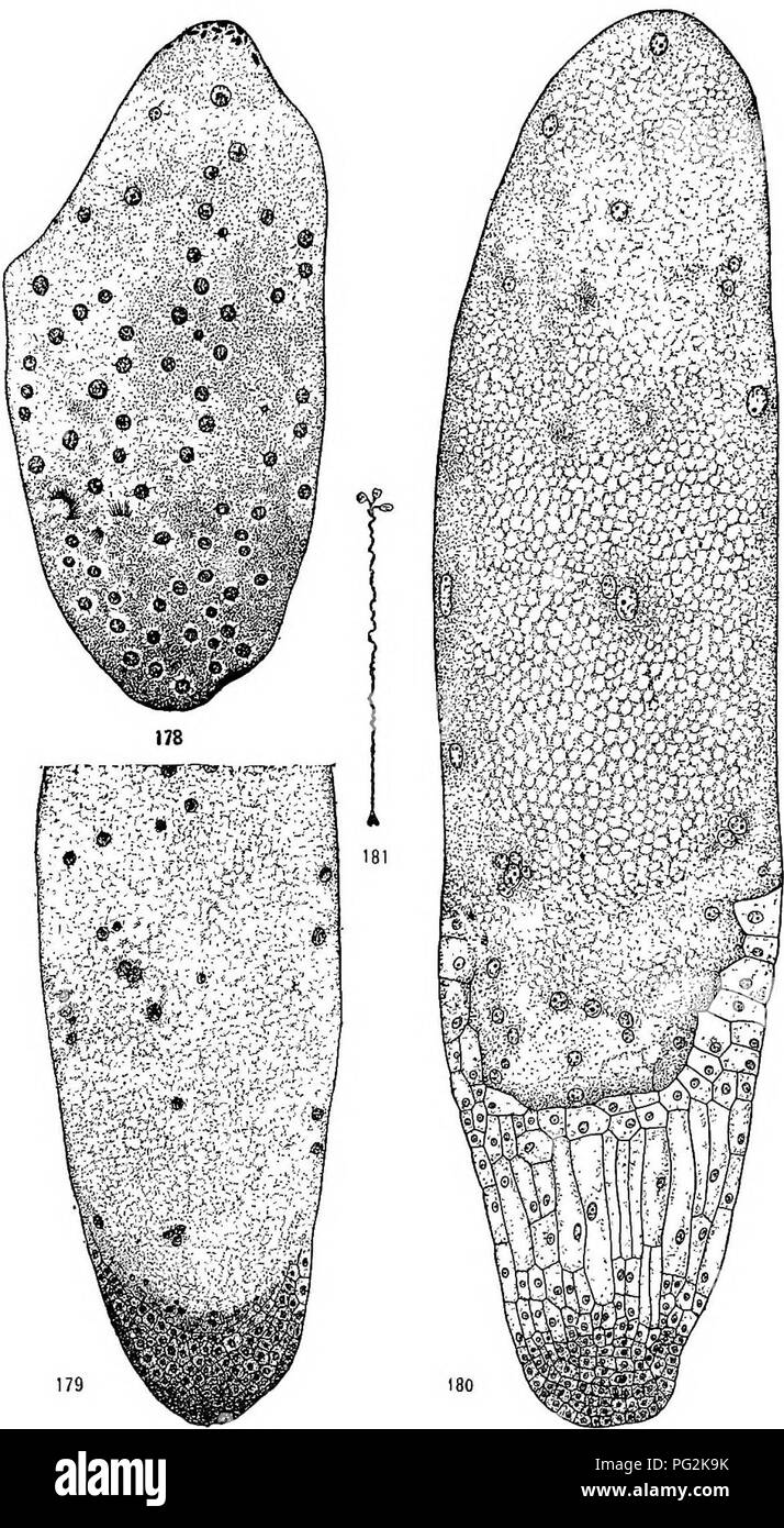 . Morphology of gymnosperms. Gymnosperms; Plant morphology. CYCADALES 151. Figs. 178-181.—Zamiafloridana: fig. 178, free nuclei of proembryo; X16; fig. 179, tissue at base of proembryo; X24; fig. 180, differentiation into suspensor and embryo; X29; fig. 181, young embryo showing long suspensor, natural size.—After Coulter and Chamberlain (33).. Please note that these images are extracted from scanned page images that may have been digitally enhanced for readability - coloration and appearance of these illustrations may not perfectly resemble the original work.. Coulter, John Merle, 1851-1928;  Stock Photo