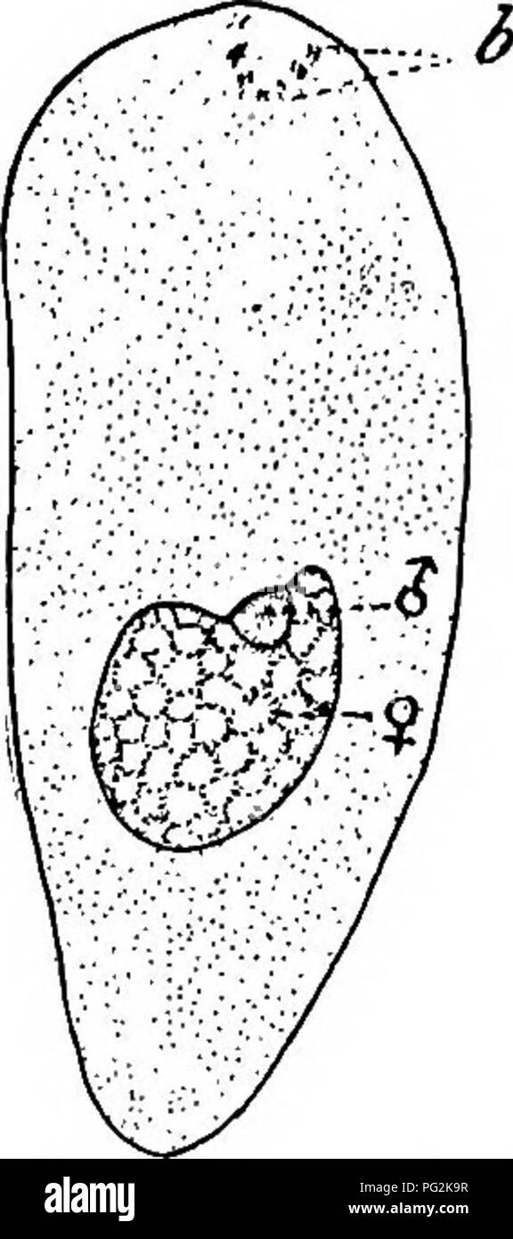 . Morphology of gymnosperms. Gymnosperms; Plant morphology. 15° MORPHOLOGY OF GYMNOSPERMS. ary between the two becomes indistinct (fig. 177). Nothing is known of the behavior of chromatin during fertiHzation. The prominent development of the pollen tube as an absorbing organ suggests a question as to its original significance. In the Cycadofilicales the pollen grains are in close proximity to the egg, and there is nothing to indicate that any pollen tube was formed. In the cycads and in Ginkgo the pollen tube in the earlier stages of its development functions only as a haustorium. The pollen g Stock Photo