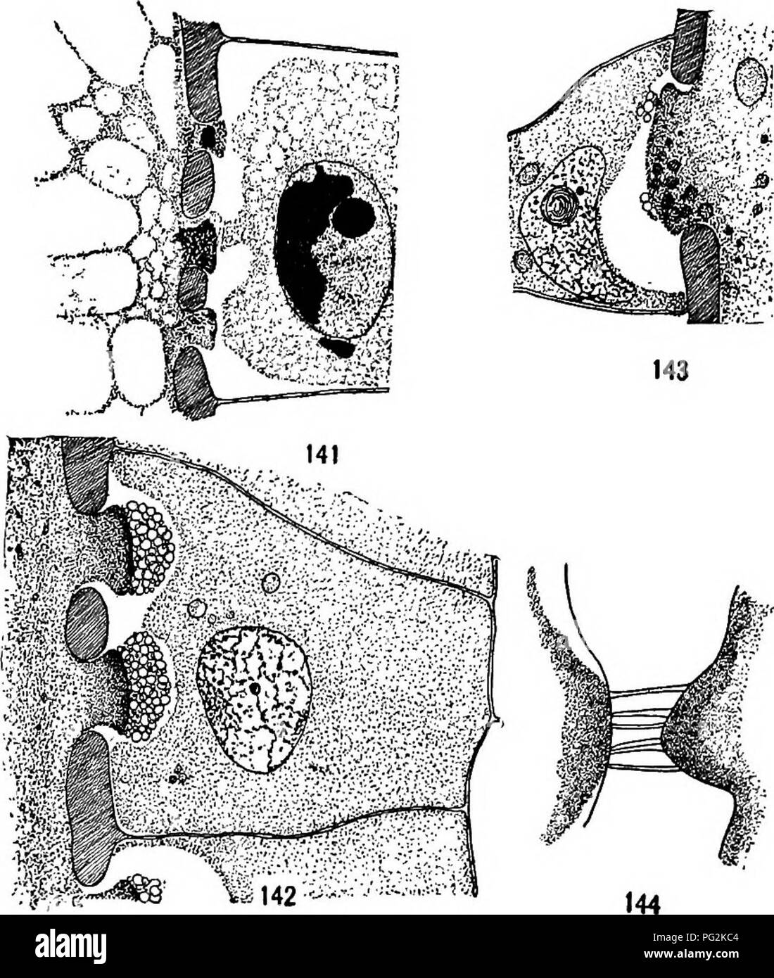 . Morphology of gymnosperms. Gymnosperms; Plant morphology. CYCADALES 135 closes the pit and that communication between the jacket cells and the central cell is only through fine strands of protoplasm (Plasmodes- men) traversing the pit-closing membrane, and claim that it would be absurd to suggest that protein granules travel from the jacket cells to the central cell. In Dioon edule, according to Chamberlain (46), 139 ^c::^... 1 '.•: 140 Figs. 139-144.—Haustoria of cycads: fig. 139, Cycas revoluta; Xiso; fig. 140, the same X37S; figs. 141-143, Dioon edule; X800; fig. 144, Encepkalartos Lehman Stock Photo