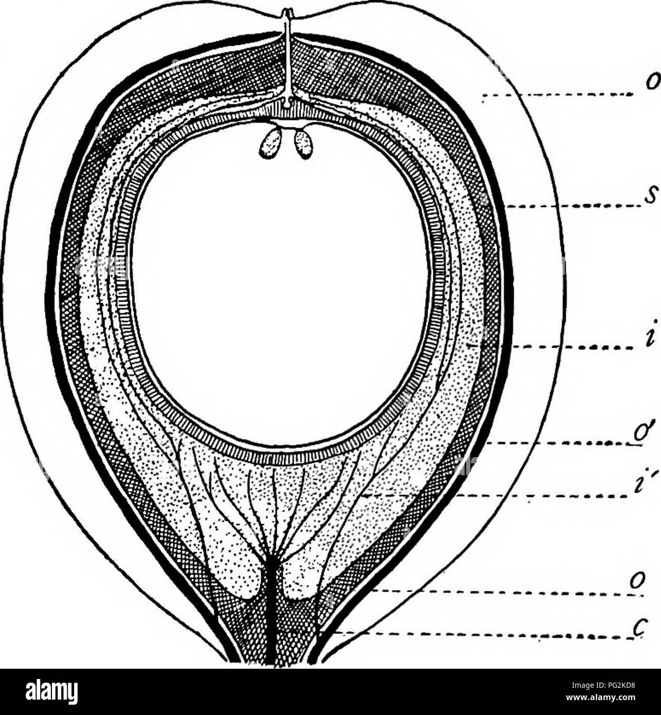 . Morphology of gymnosperms. Gymnosperms; Plant morphology. Fig. 126