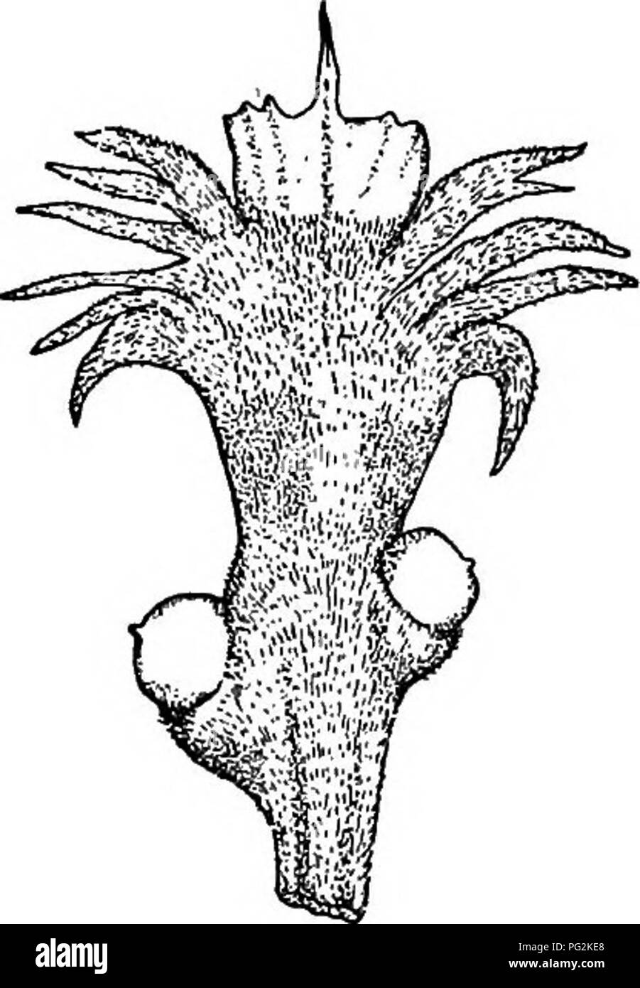 . Morphology of gymnosperms. Gymnosperms; Plant morphology. Fig. 114.-—Megasporophylls of cycads: A, Cycas revoluta; B, Cycas circinalis; C, Cycas Normanbyana; D, Dioon edule; E, Encephalartos Preissii; F, Zamia integ- rijoKa; G, Ceratozamia mexicana.—A, after Sachs; C and F, after Von MulleR; E, after MiQUEL; F, after Richard; B, D, and G, drawn for Engler and Prantl's Nat. Pflanzenj., from which the entire plate is taken. is much more compact; while in the remaining genera the sporophylls show very little of the leaflike character and are organized into hard compact strobili (fig. 92). In Cy Stock Photo