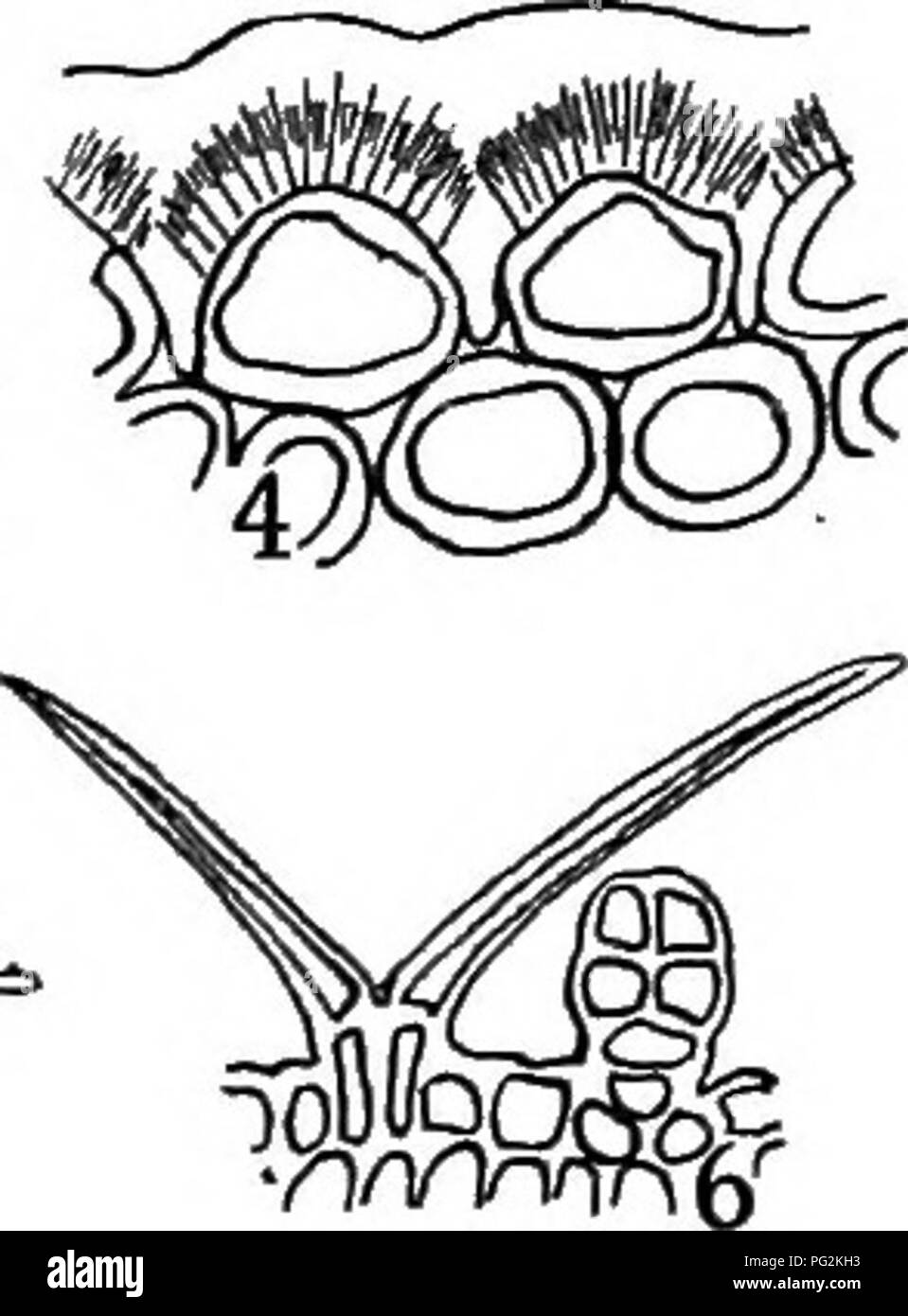 Open stomata hi-res stock photography and images - Alamy