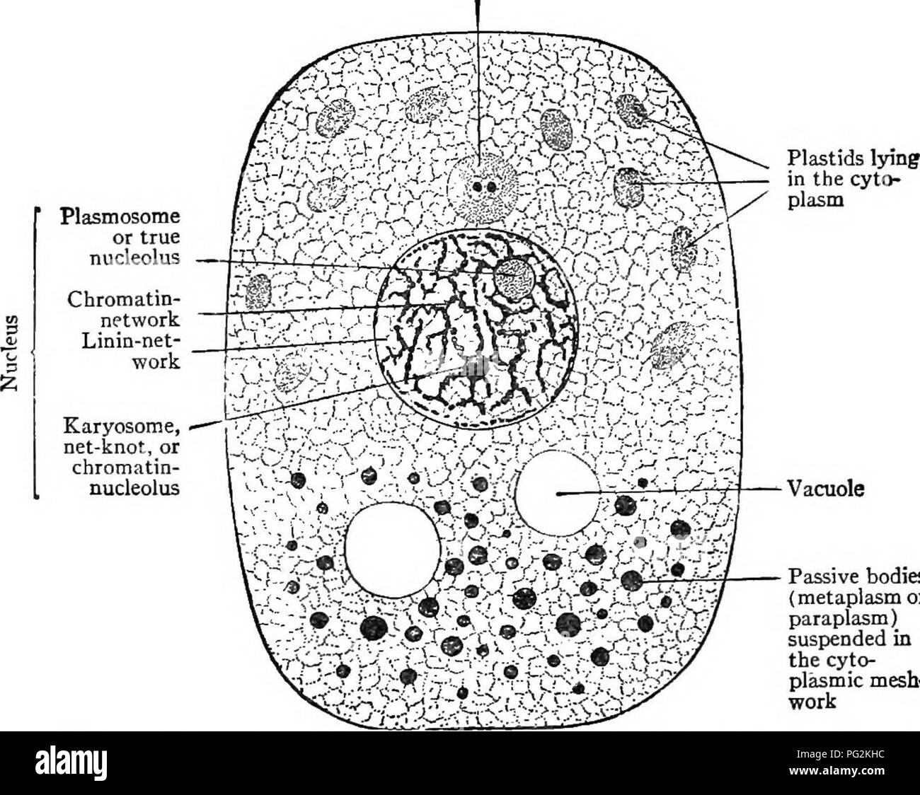 . Pharmaceutical botany. Botany; Botany, Medical. PROTOPLASMIC CELL CONTENTS 3 A cell is a mass of protoplasm containing a nucleus. Protoplasm is the more or less semi-fluid, viscid, foamy, and granu- lar substance in which life resides. It is the &quot;physical basis of life.&quot; Vegetable cells generally have cell walls of cellulose surrounding the living protoplasm of the cell (protoplast). Cells divide to form tissues. Protoplasmic Cell Contents Protoplasm consists of four well-differentiated portions: (a) Cytoplasm, or the foamy, often granular matrix of protoplasm outside of the nucleu Stock Photo