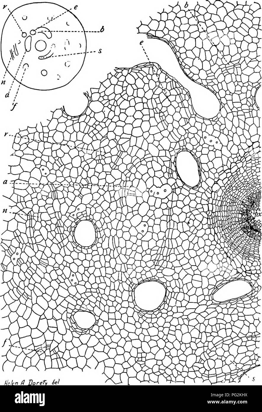 . Morphology of gymnosperms. Gymnosperms; Plant morphology. I02 MORPHOLOGY OF GYMNOSPERMS. Mekn /? doreTy iel Fig. 78.—Ceratozamia mexicana: transverse section of hypocotyl slightly below exit of cotyledonary traces; the diagram shows the position of the stele, surrounded by three large groups of extrafascicular cambium (a, 6, s), and some smaller groups like e and r; the drawing shows a portion of the section indicated in the diagram, including one of the groups of extrafascicular cambium (a), parts of 6 and s, and also the smaller groups (e and ;-); the bundles of the stele are mesarch, with Stock Photo