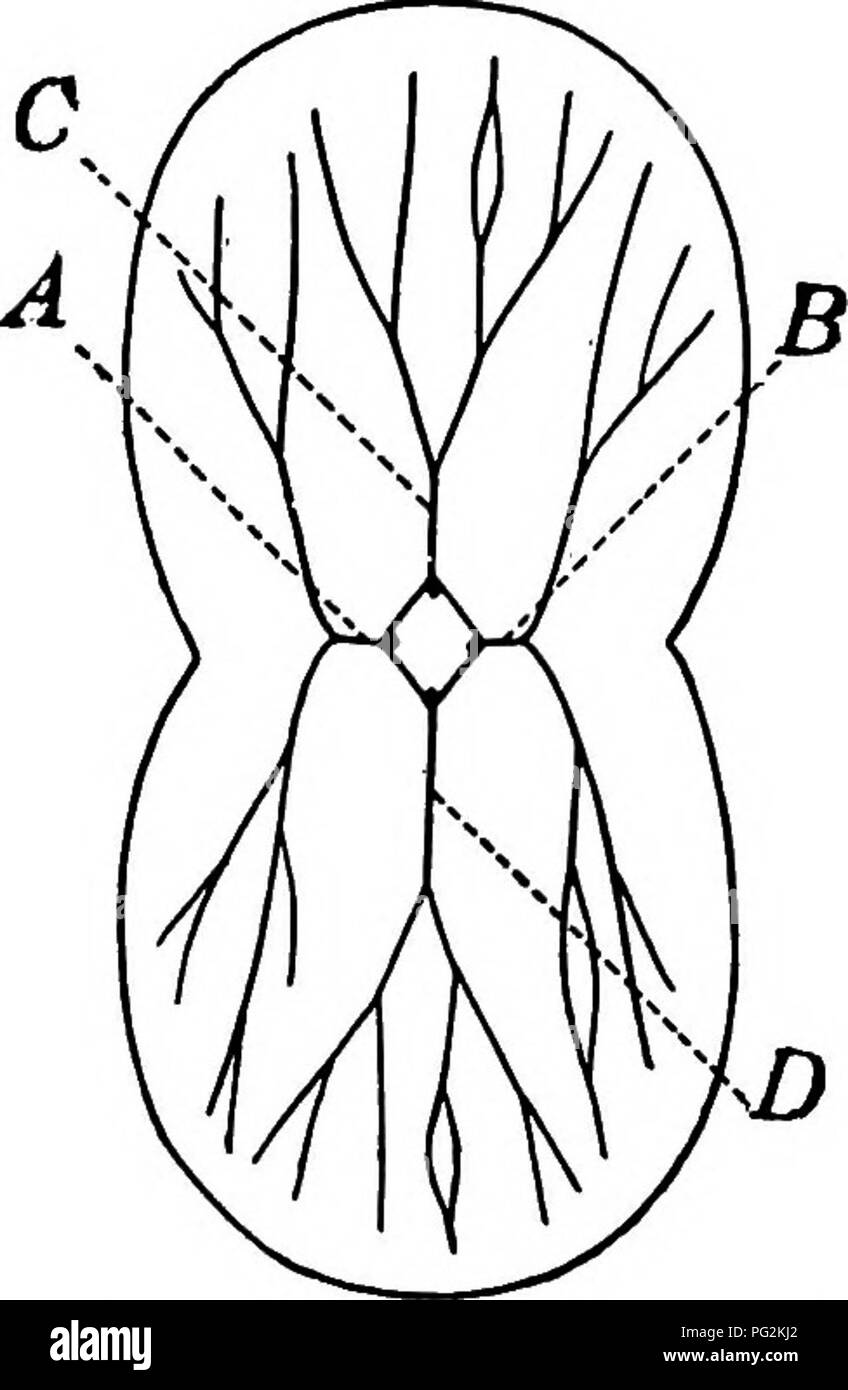 . Morphology of gymnosperms. Gymnosperms; Plant morphology. CYCADALES lOI nected with the central cylinder (fig. 79). There is no girdling of leaf traces in the younger stages, the traces being at first vertical; but with the radial increase of the inclosed leaves and stem tip girdling becomes apparent. The xylem of the leaf traces is endarch, but it becomes mesarch in the base of the leaf and remains so to the tips of the pinnae. In a later study (66) the extrafascicular cambium of the seedling of Ceratozamia was investigated. In over eighty seed- lings, ranging in age from a few months to ov Stock Photo
