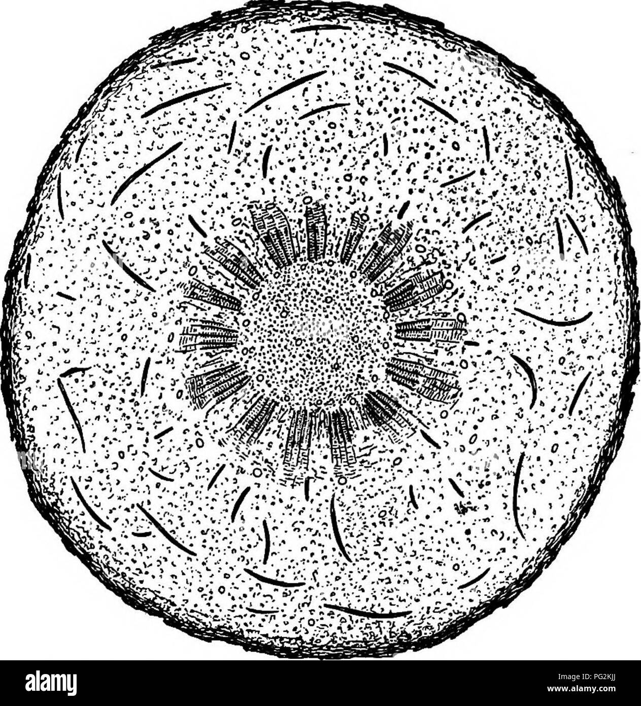 . Morphology of gymnosperms. Gymnosperms; Plant morphology. 96 ...