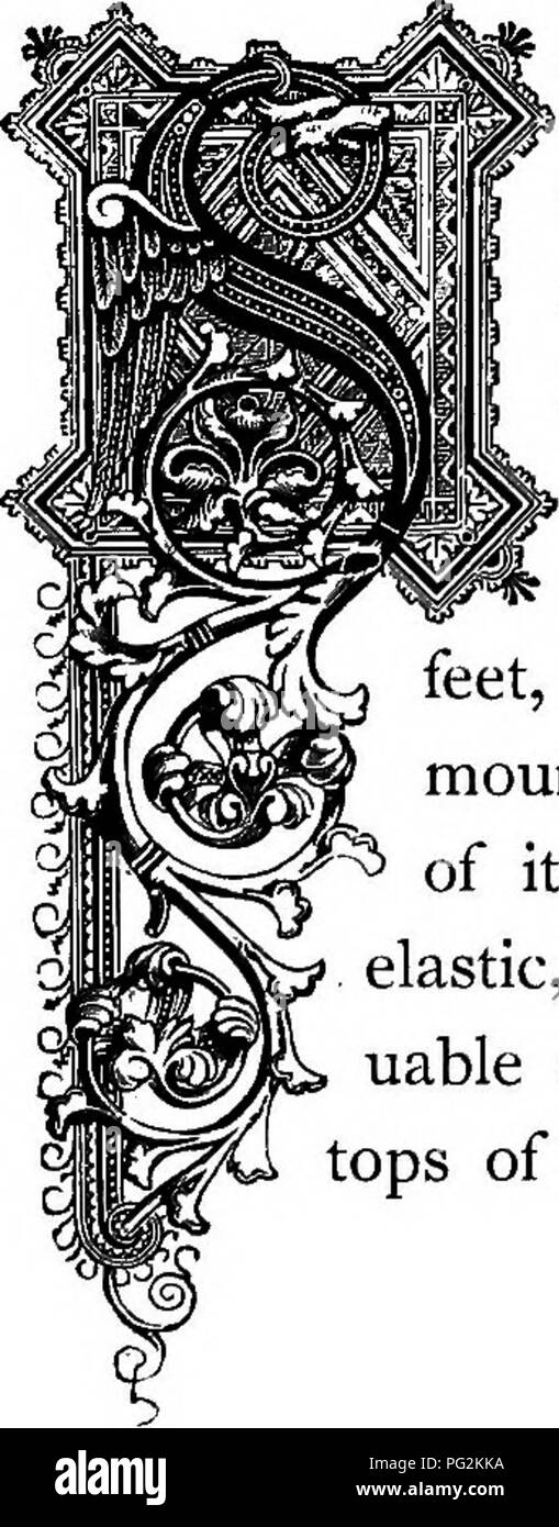 . The floral kingdom its history, sentiment and poetry A dictionary