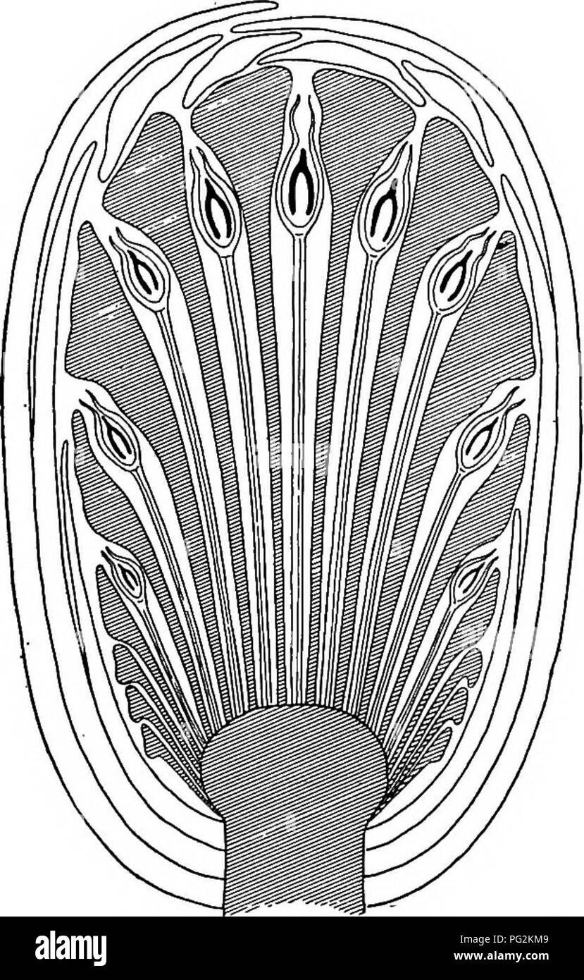. Morphology of gymnosperms. Gymnosperms; Plant morphology. BENNETTITALES 79 erous region only interseminal scales occur; above this there are usually five or six scales packed around each seed pedicel (fig. 65). The scales are slender (filiform) at base and gradually thicken upward in prismatic form to the seeds, where the faces are hollowed to receive them. Above the seeds the scales enlarge again and their tips form a complete mosaic, perforated only by the micro- pylar tubes. In the group of species with more or less elongated receptacles, as Cycadeoidea dacotensis (fig. 66), the nu- merou Stock Photo