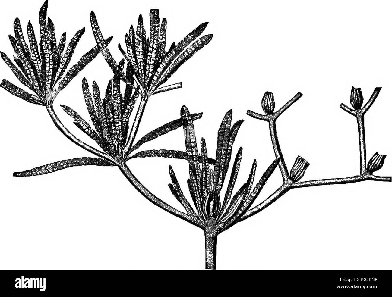 Morphology of gymnosperms. Gymnosperms; Plant morphology. BENNETTITALES 69  forks of the widely spreading branches (also in Wielandiella), evi- dendy  being terminal structures, and the narrow pinnate leaves, only 7-8 cm. long,