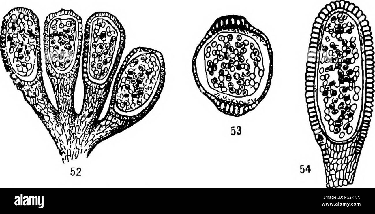 . Morphology of gymnosperms. Gymnosperms; Plant morphology. CYCADOFILICALES 55 have given rise at least to the more modern leptosporangiate and eusporangiate ferns. It is a type older than the paleozoic Marattia- ceae described above, and it is interesting to note that the sporangia were free, rather than in synangia; the conclusion having been drawn (82) that &quot;the fossil evidence, on the whole, supports the view that free sporangia represent the original form of filicinean fructification.. Figs. 52-54.—Zygopteris sp.: fig. 52, four sporangia on a common pedicel; Xio; fig- S3&gt; transver Stock Photo