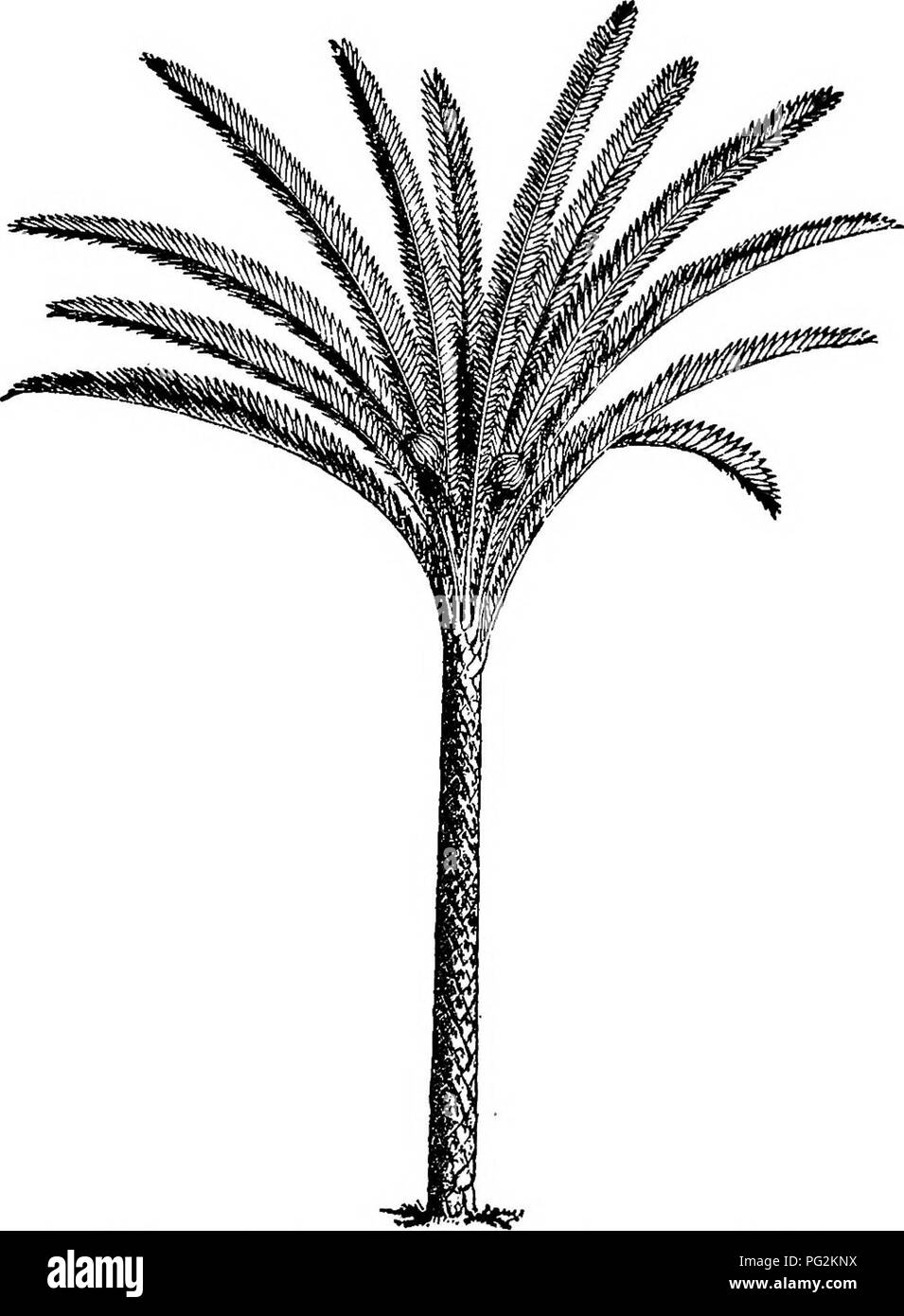 Morphology of gymnosperms. Gymnosperms; Plant morphology. 68 MORPHOLOGY OF  GYMNOSPERMS whole habit suggesting that of one of the taller species of  Cycas. The stem was covered with rhomboidal scars, and the