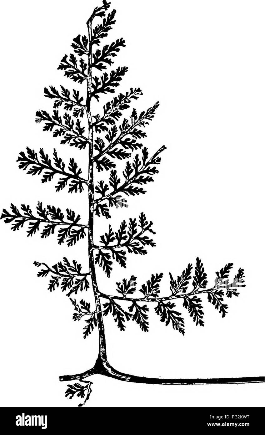 . Morphology of gymnosperms. Gymnosperms; Plant morphology. 22 MORPHOLOGY OF GYMNOSPERMS The foliage of Heterangium and of Lyginodendron has been shown to be of the Sphenopteris type, one of the great and heterogeneous. Fig. I •] .—Sphenopteris elegans (probably foliage of Heterangium Grievit): part of frond; X§.—After Stdr (7). frond genera of the Paleozoic, in general habit like Asplenium (82). The foliage of Heterangium Grievii is probably Sphenopteris elegansj the leaf being large and stalked, several times pinnately compound^ and with numerous small leaflets (fig. 17). Scott (24) describe Stock Photo