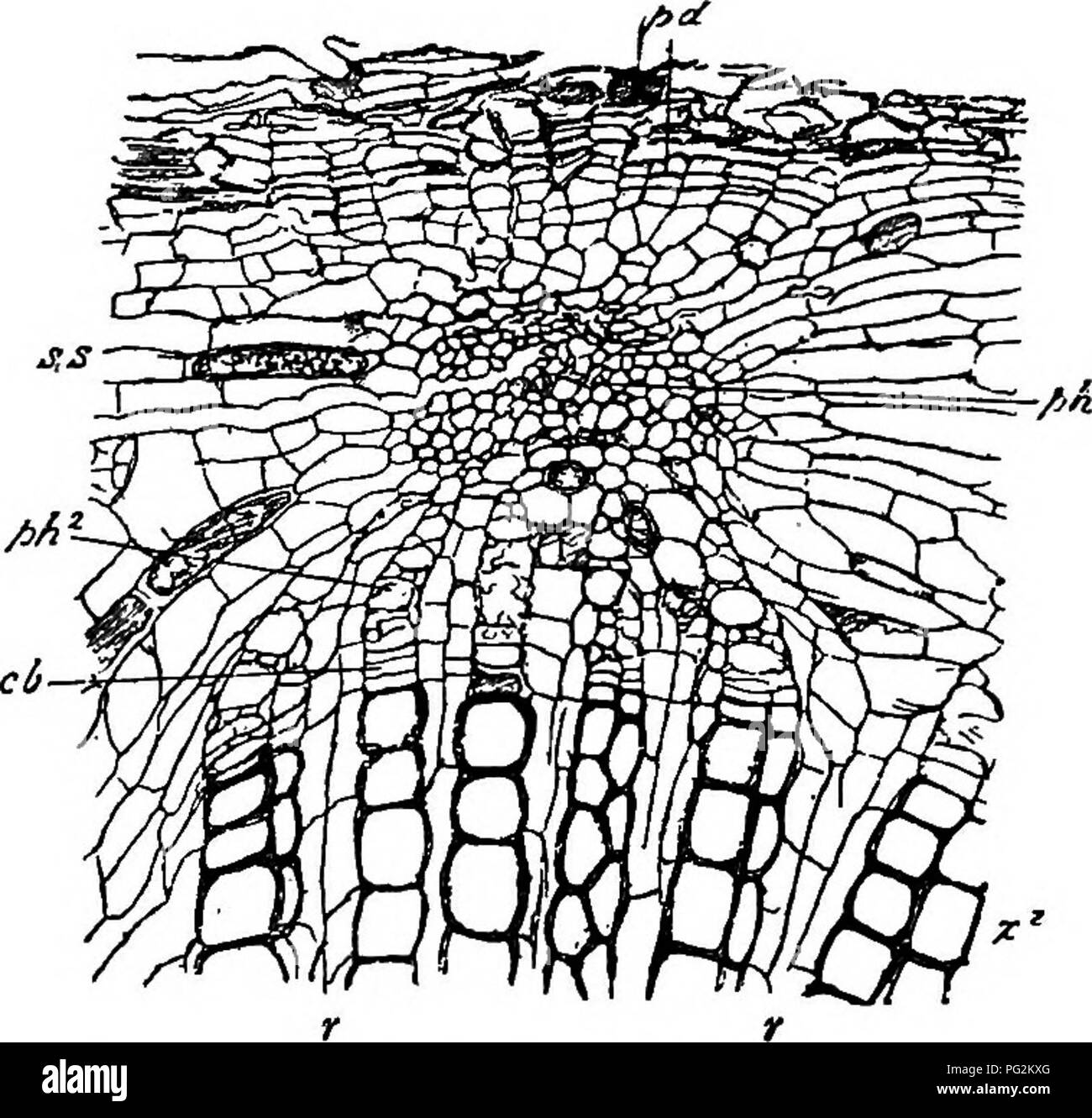 . Morphology of gymnosperms. Gymnosperms; Plant morphology. i6 MORPHOLOGY OF GYMNOSPERMS two genera Lyginodendron and Heterangium approach most nearly to the Osmundaceae and Gleicheniaceae respectively; in Megalo- xylon, on the other hand, the structure of the primary xylem affords evidence that the Lygodium type of stem was also represented in the cycad-fern alliance which played so prominent a part in paleozoic vegetation.&quot; Another characteristic feature of Megaloxylon is the structure of the metaxylem, which is usually made up of very short tracheids, often broader than long, intersper Stock Photo