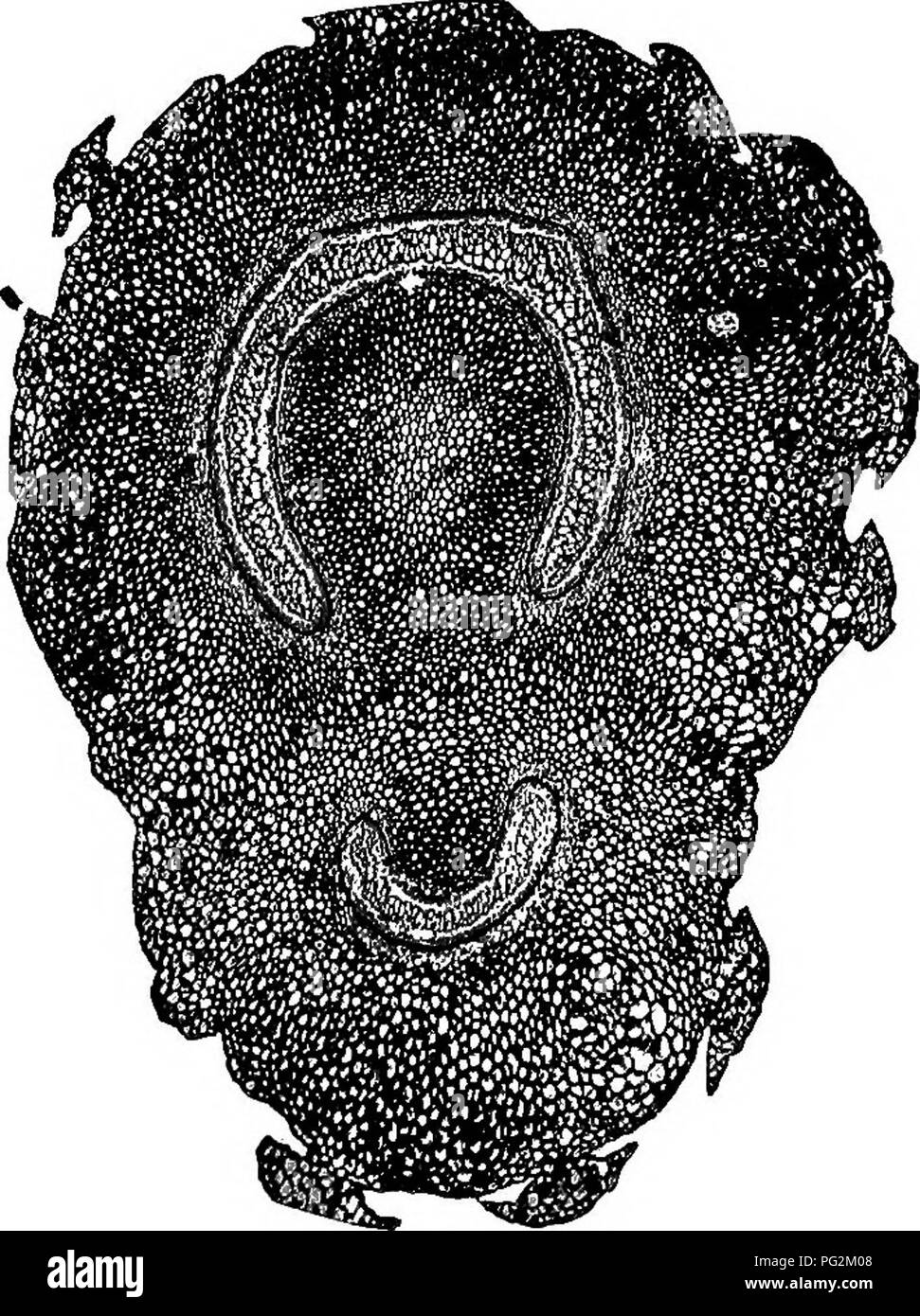 Vascular Tissue In Leaves High Resolution Stock Photography and Images Alamy