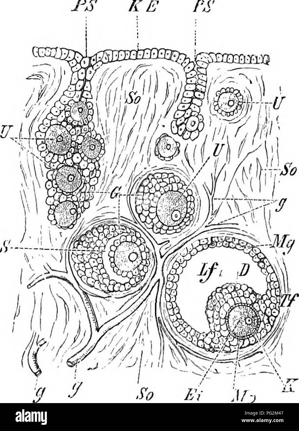 . Elements of the comparative anatomy of vertebrates. Anatomy, Comparative. 348 COMPARATIVE ANATOMY The mode of development of the ova and spermatozoa is briefly as follows ;— Ora.—The cells of the germinal epithelium grow inwards amongst the stroma of the ovary in the form of clustered masses : some of these increase in size more than the others, and give rise to the ova, while the smaller cells form an investment of follicle round them, and serve as nutritive material. The investing cells multiply, and in Mammals a cavity containing a fluid is formed in the middle of each foUicle (Fig. 276)  Stock Photo