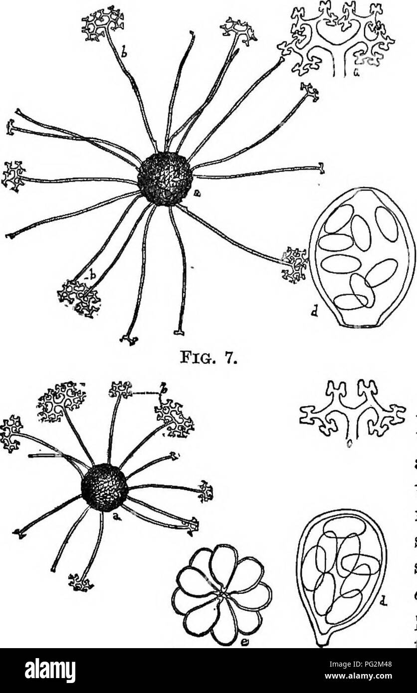 . Parasitic fungi of Illinois / by T.J. Burrill. Fungi. Parasitic Fungi of Illinois. 39*?. Figure 7. Podosphsera ooeycanthx, (DC.) DBy.: a, pericthecium with dichoto- mously forked appendages J,— magnified 90 times; c, a tip of an appendage more magnified; 6, the single ascus with eight spores,— magni- fied 325 times. Fig. 8. Figure 8. Microsphsera SavmeiajBeik.: a,perithecium with its dichotomously forked appendages 6,— magnified 75 times; c, a tip of an appendage more magnified; d, one of the several asci containing eight spores,— magnified 375 times; e, a group of asci from one perithecium, Stock Photo