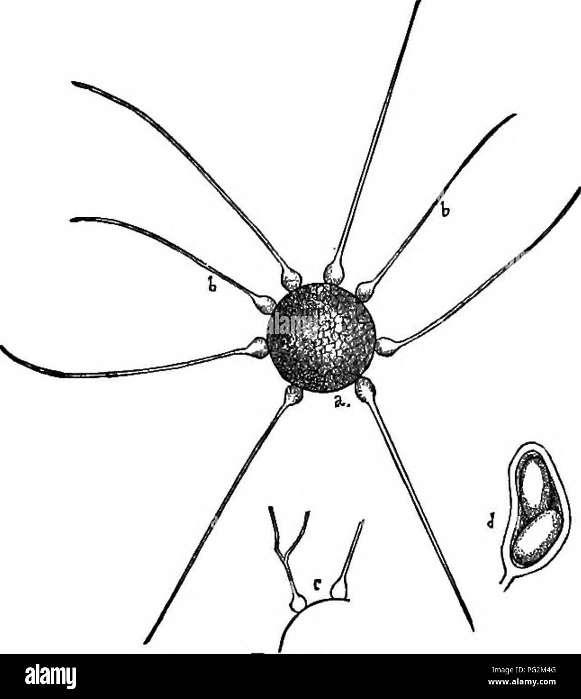 . Parasitic fungi of Illinois / by T.J. Burrill. Fungi. Fig. 5. Figure 5. Undnula am- lis, Peck: a, perithe- cium with the numerous appendages (6) coiled at the tip,— magnified 100 times; c, i one of the appendages (tip) further magnified; d,anas- cus with five spores,—magni- fied 200 times. The lower, pointed end of the ascus is attached to the bottom of the cavity of the perithecium.. Figure 6. Phyllactinia sw/- fulta, (Eeb.) Sacc.: a, perithe- cium with the needle-shaped appendages (6) swollen at base,—magnified 50 times; c, a branched appendage; d!, an ascus with two spores,— mag- nified 1 Stock Photo