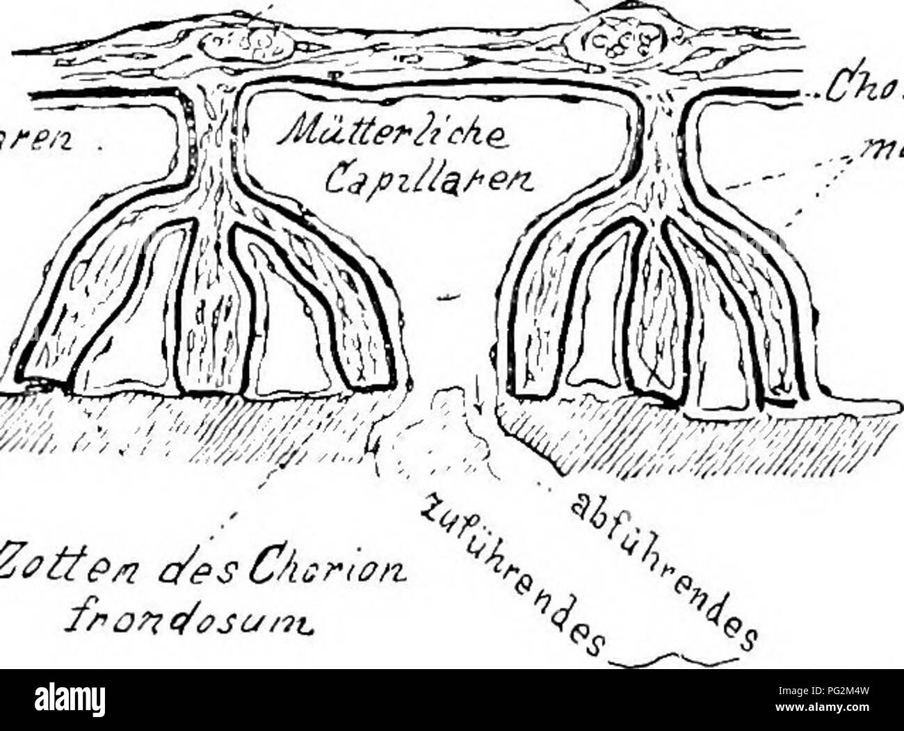 . Elements of the comparative anatomy of vertebrates. Anatomy, Comparative. FCETAL MEMBRANES 339 allantoic placenta arises, consisting of maternal and foetal parts (Fig. 9). Thus the embryo is supplied with the necessities for existence during its comparatively long intra-uterine life. Various forms of placenta are met with amongst the Placentalia. The most primitive type is apparently that in which the allantois becomes attached around the whole serosa, so that the resulting chorion, from which the comparatively simple villi arise, are equally distributed over the whole surface (Fig. 271). Th Stock Photo