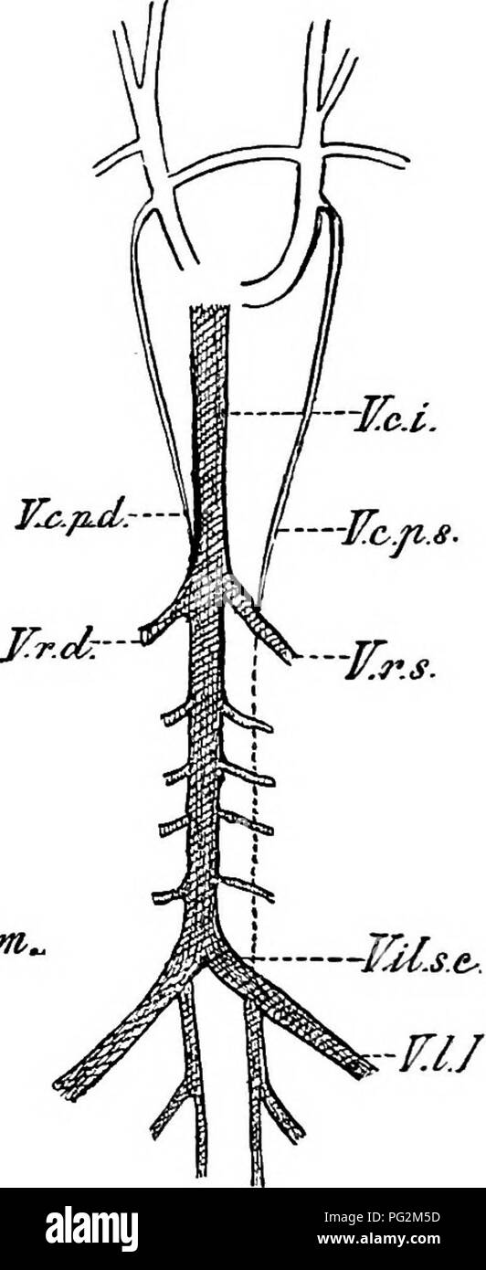 . Elements of the comparative anatomy of vertebrates. Anatomy, Comparative. h-JCc, -TTrs.. 'VUM/tt.eomm, ¥.1.1. Pig. 269.—Diagram showing the Relations of the Posterior Cardinal AND Postcaval Veins in A, the Rabbit, and B, Man. (After Hooh- stetter). V.r.d, r.r..s, renal veins ; F.f?.s.e, common iliac vein; T7./, lumbar vein ; I^.c.r, postcaval; V.c.2^.d, F.c.p.s, right ancUeft posterior cardinals ; V.U.int.comm, conmion internal iliac vein. open into the precavals. In Eeptiles, Birds, Monotremes, and Marsupials, as well as in many Rodents, Insectivores, Bats, and Ungulates, both precavals per Stock Photo