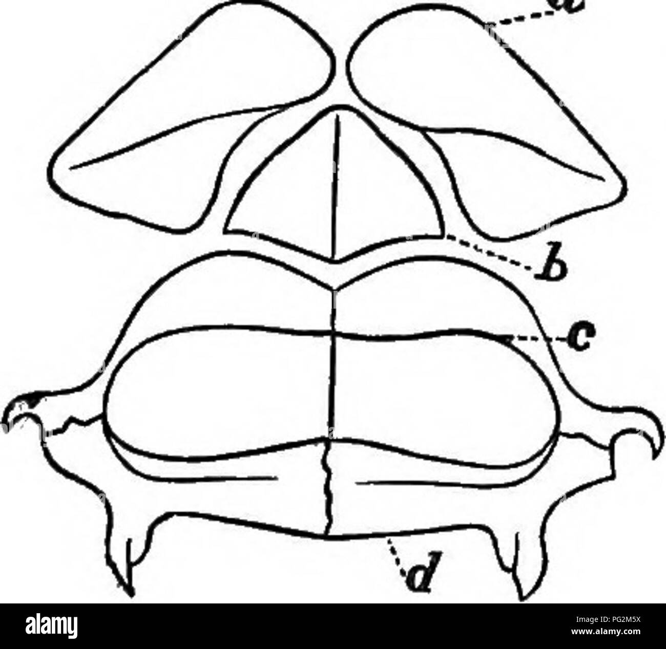 . Report of the Geological Survey of Ohio. Geology; Paleontology; Mines and mineral resources; Zoology; Paleobotany; Botany. 20 PALEONTOLOGY OF OHIO. derms and the modern' Siluroids. Prof. Owen had previously called at- tention to this resemblance,* though rather to explain the function of the plate armor of the Placoderms, than to prove a zoological affinity. In fact this resemblance is in many respects very striking ; so much so that it is difficult to believe that it is simply &quot; homoplastic,&quot; and not &quot; homogenetic.&quot; Assuming the theory that our modern Fishes, as well as  Stock Photo