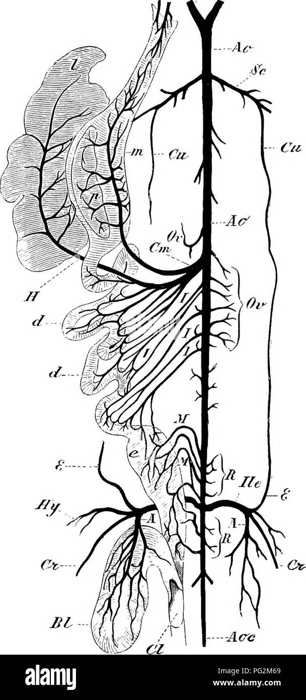 . Elements of the comparative anatomy of vertebrates. Anatomy, Comparative. 32U COMPARATIVE ANATOMY MA P / V. Fig. 262.—Tl-Ui Akthriaj. Synteim of Salnmniulra iiiacii/o'iii. 11 A, roots of the aorta ; Ao, Ao, dorsal aorta ; Sc, subclaA-ian artery, from which the cutaneous arterj' (Gh) arises : tlie hitter anastomoses postei-iorly with the epigastric artery E; Or, ovarian arteries; C')n, cceliaco-mesentei'ic; ff, liepatic artery ; I, I, I, anterior mesenteric arteries passing to the small intestine ; M, Jf, posterior mesenteric arteries ; B, A', renal .arteries ; I/c, common iliac; Cr, crural  Stock Photo
