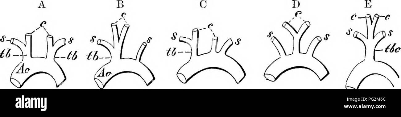 . Elements of the comparative anatomy of vertebrates. Anatomy, Comparative. Fig. 260.—Heart of Human Ecetus (8th Month). A, From the right, and B, from the left side. (After Rose.) The walls of the atrium and ventricle are partly removed in each figure. Va.s, left sinu-auricular valve, fused with the septum atriorum {S.a,V.a.J); Va.Th, Thebesian valve, in direct connection with the Eustachian valve (Va.E]; L. V, left atrium ; F.o.v, foramen ovale ; V.c.s, left precaval; V.c.i, postcaval; A.o, aorta; P, P.d,P.s, pulmonary artery; DB, ductus Botalli (ductus arteriosus); L.v. pulmonary vein ; V.c Stock Photo