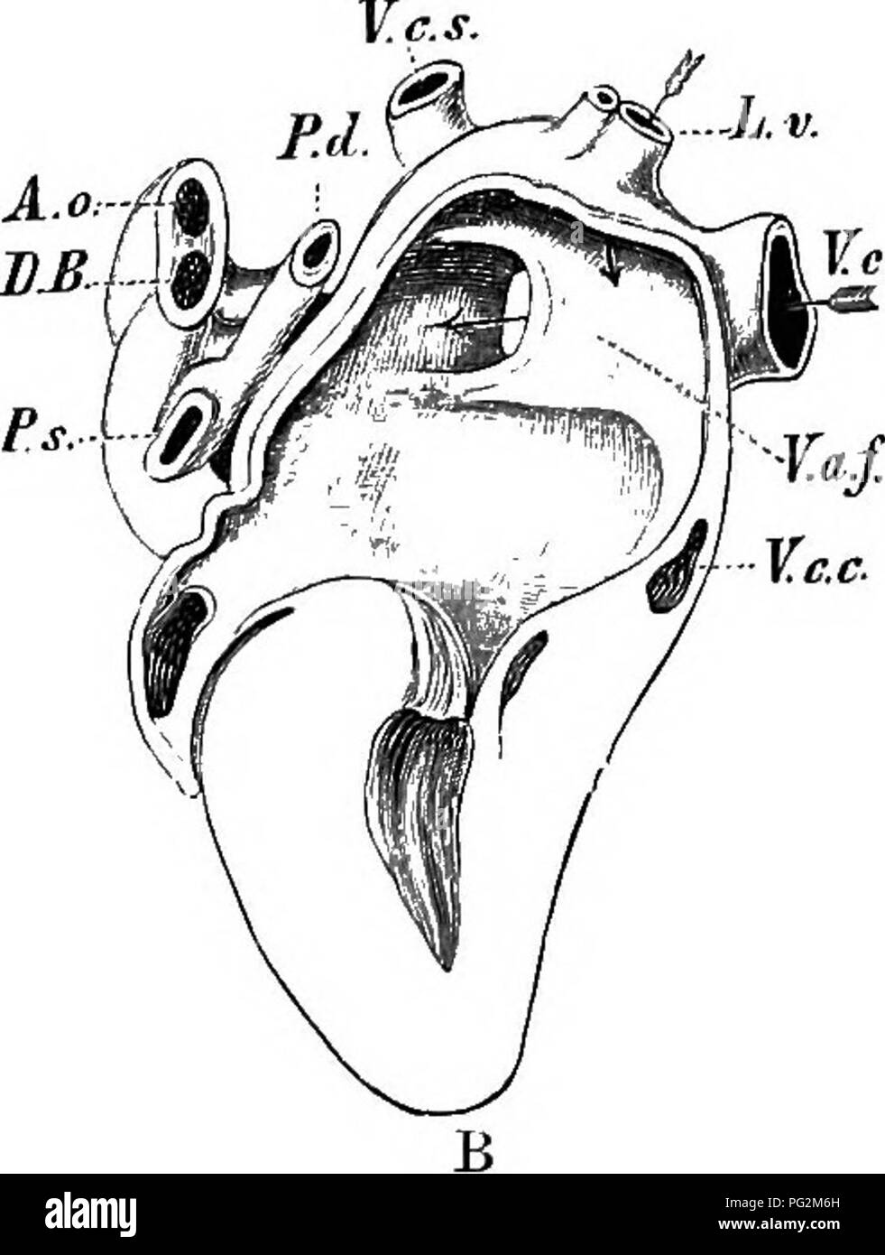 . Elements of the comparative anatomy of vertebrates. Anatomy, Comparative. Fig. 260.—Heart of Human Ecetus (8th Month). A, From the right, and B, from the left side. (After Rose.) The walls of the atrium and ventricle are partly removed in each figure. Va.s, left sinu-auricular valve, fused with the septum atriorum {S.a,V.a.J); Va.Th, Thebesian valve, in direct connection with the Eustachian valve (Va.E]; L. V, left atrium ; F.o.v, foramen ovale ; V.c.s, left precaval; V.c.i, postcaval; A.o, aorta; P, P.d,P.s, pulmonary artery; DB, ductus Botalli (ductus arteriosus); L.v. pulmonary vein ; V.c Stock Photo