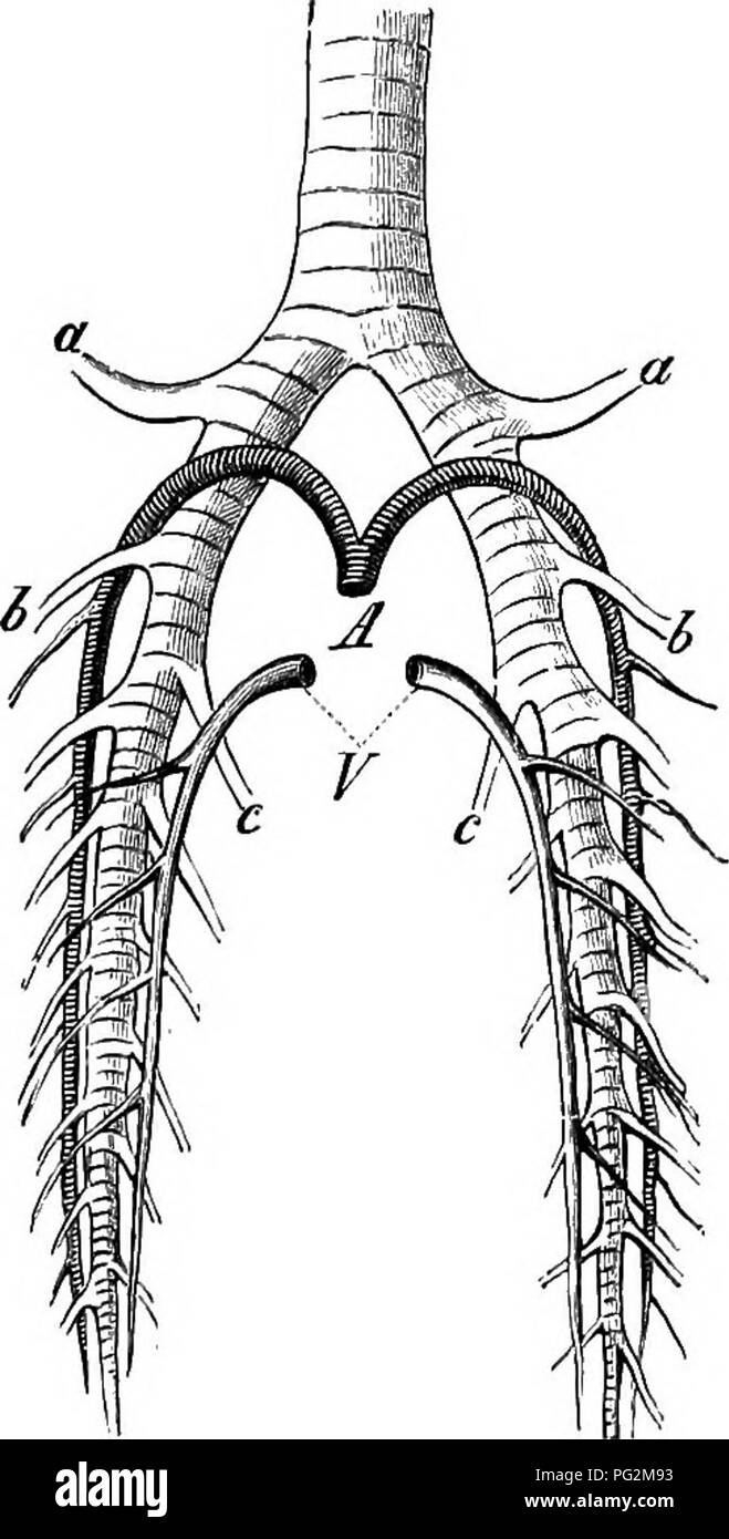 . Elements of the comparative anatomy of vertebrates. Anatomy, Comparative. 296 COMPARATIVE ANATOMY of surface for muscular attachment without any considerable in- crease in weight. Everything, in fact, combines to establish an organ of flight with a large wing-surface and an increased strength of the muscles. Mammals.—As in Reptiles, the blood-vessels are of funda- mental importance in determining the structure of the bronchial system. The pulmonary artery crosses the main bronchus formed by the bifurcation of the trachea at its anterior end, and this point may be taken as dividing the latera Stock Photo