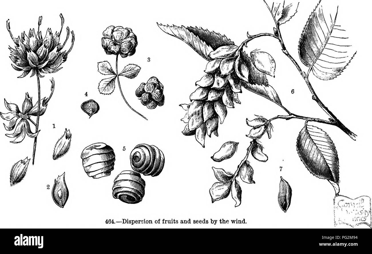 . The natural history of plants, their forms, growth, reproduction, and distribution;. Botany. 848 THE DISPERSION OF SPECIES BY MEANS OF FRUITS AND SEEDS. these circumstances that can supply the propelling force necessary to drive such fruits and seeds as can keep afloat from one shore to another. Special mention must be made of three groups of fruits and seeds belonging to this category. These are, firstly, dry fruits which are rendered buoyant by air-inclosing envelopes, as, for instance, in the case of the marsh-plants known as Sedges {Carex ampullacea, Q. vesicaria, &amp;c.), where the fru Stock Photo