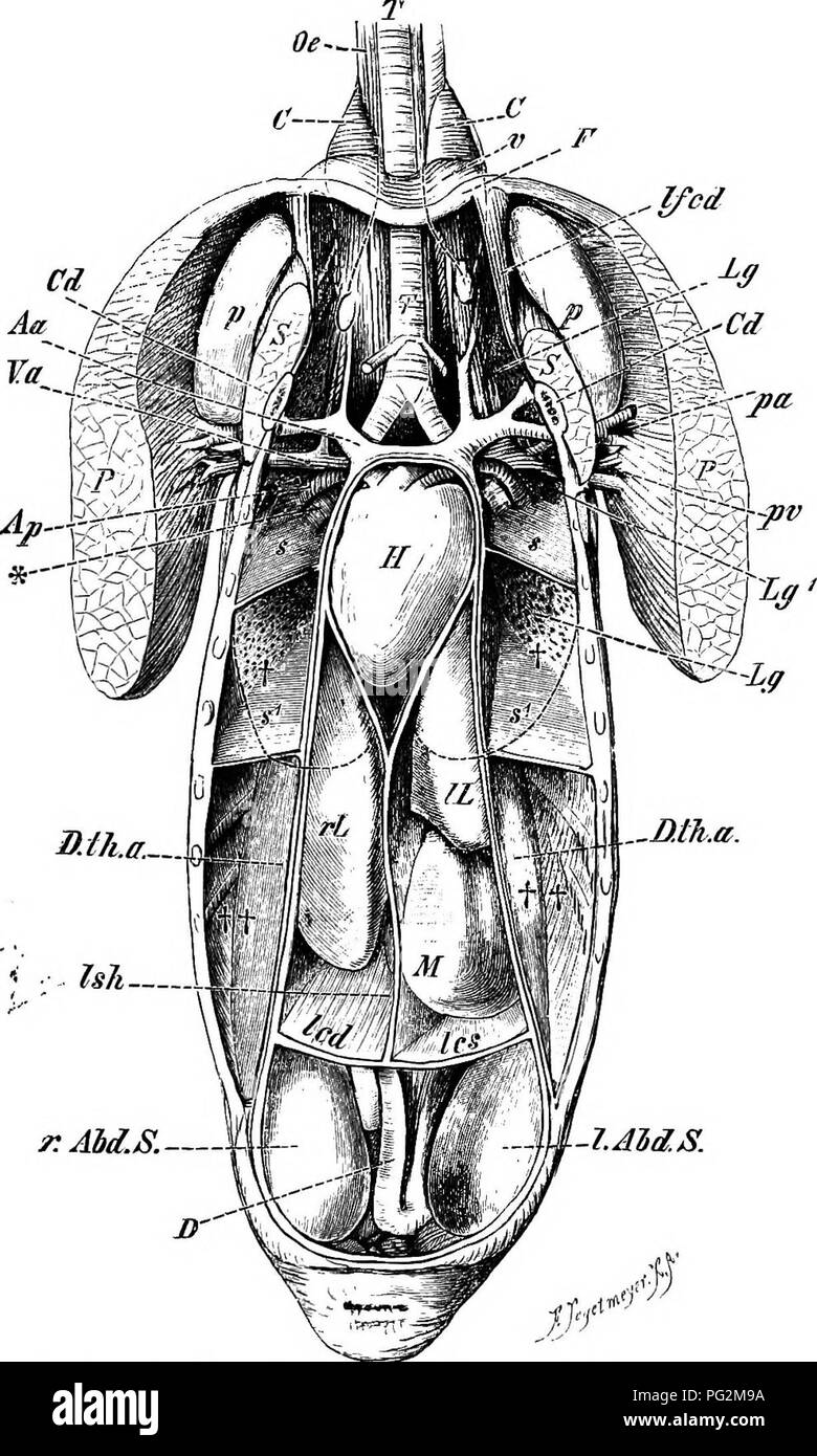 . Elements of the comparative anatomy of vertebrates. Anatomy, Comparative. r s.ijiM^. ' Ish— r.AM.S.— 1.AM.S. Fig. 237.—Abdominal Viscera and Air-Sacs of a Duck ai-teb the Re- moval OF THE Ventral Body-Wall. (From a drawing by H. Strasser.) T, trachea; H, heart, enclosed within the pericardium; rL,lL, right and left lobes of liver; Ish, suspensory (falciform) ligament, and led, Ics, right and left coronary ligament of the liver ; D, intestine ; P, pectoralis major; pa, pv, pectoral artery and vein ; S, subclavius muscle ; Od, coracoid ; F, furcula ; Ifcd, coraco-furcular ligament; Lg, Lg^, lu Stock Photo