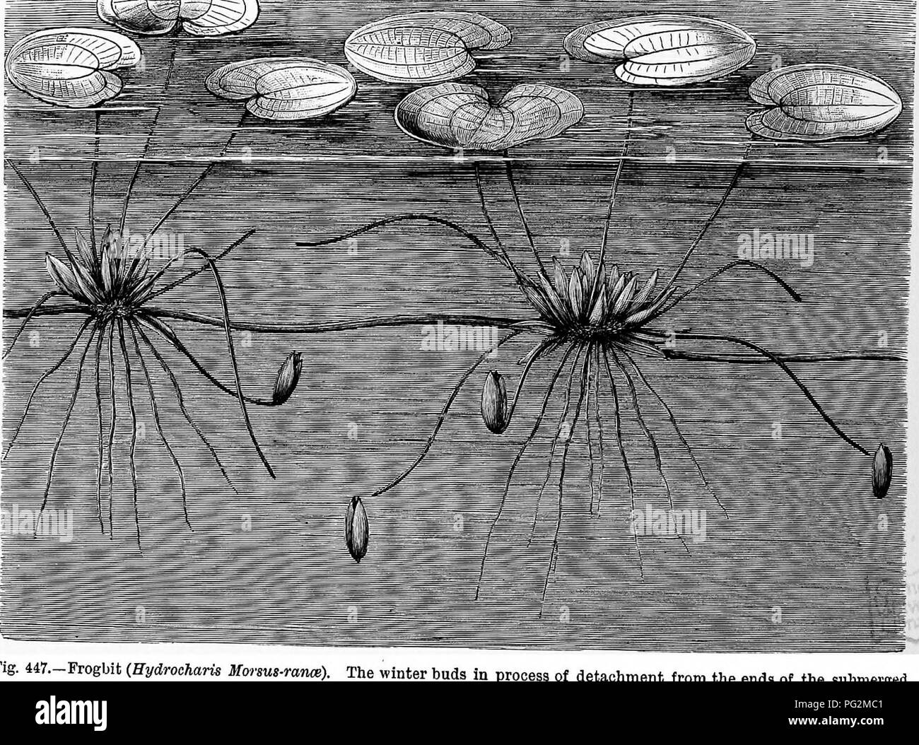 . The natural history of plants, their forms, growth, reproduction, and distribution;. Botany. 804 THE DISTRIBUTION OF SPECIES BY OFFSHOOTS. which the offshoot formation occurs is divided into four, more rarely two or eight clumps are formed by the splitting and dividing of the protoplasm, and most rarely of all is the whole undivided protoplasm of a cell transformed into a single offshoot. The small group of water-plants known as the Hydrodictyaceee display a peculiar offshoot-formation. In the elegant Water-net {Hydrodictyon utriculatum, cf. p. 640), whose cylindrical cells form a closed net Stock Photo