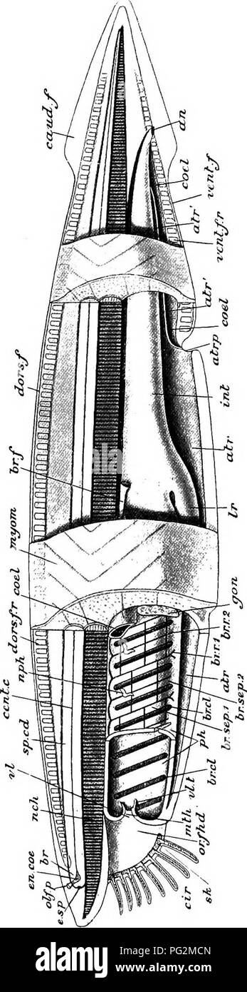 . Elements of the comparative anatomy of vertebrates. Anatomy, Comparative. 274 COMPARATIVE ANATOMY. &quot;&quot;^ g  X j3 Ni e8 o s S ^ â ; li o Ti rf eS -o  g 'p- '^ O 60,*; ^ ^ a. g IS c a to s 1? % &quot;3 a, ^ S^ o 3 .a 9 3 .^ ss oj' -^ 73 r-H o a â ^ c3 i O .^ o &gt;.S .5 c g =  Hill s ^ - e c3 4s *: &lt;^ ^ 03 e s- 5^ â¢J ^ S Â§ ^ O IZh &quot; O Â£D -+3 ^'^ &lt;u ^ P! E3 ^ rt I O O S ' O &lt;ât Iâ' â ^ &quot; s B i 1 i ,c s &quot;S 1e o -c 13 - ^ C .Â« 2 B ^ â S 0) C 03 .Â». te *r '+3 .^ J en a '^ m CO S s:3 S iS- Â§ .s-^. Please note that these images are extracted from scanned page Stock Photo