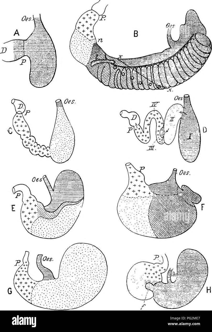 Elements Of The Comparative Anatomy Of Vertebrates Anatomy Comparative 264 Comparative Anatomy Fig 212 Diagkams Of The Stomach In V Vkious M Uuials Siiowinc Thk Different Reciuns After Oppel A Obnithokhynchus Anatini S B