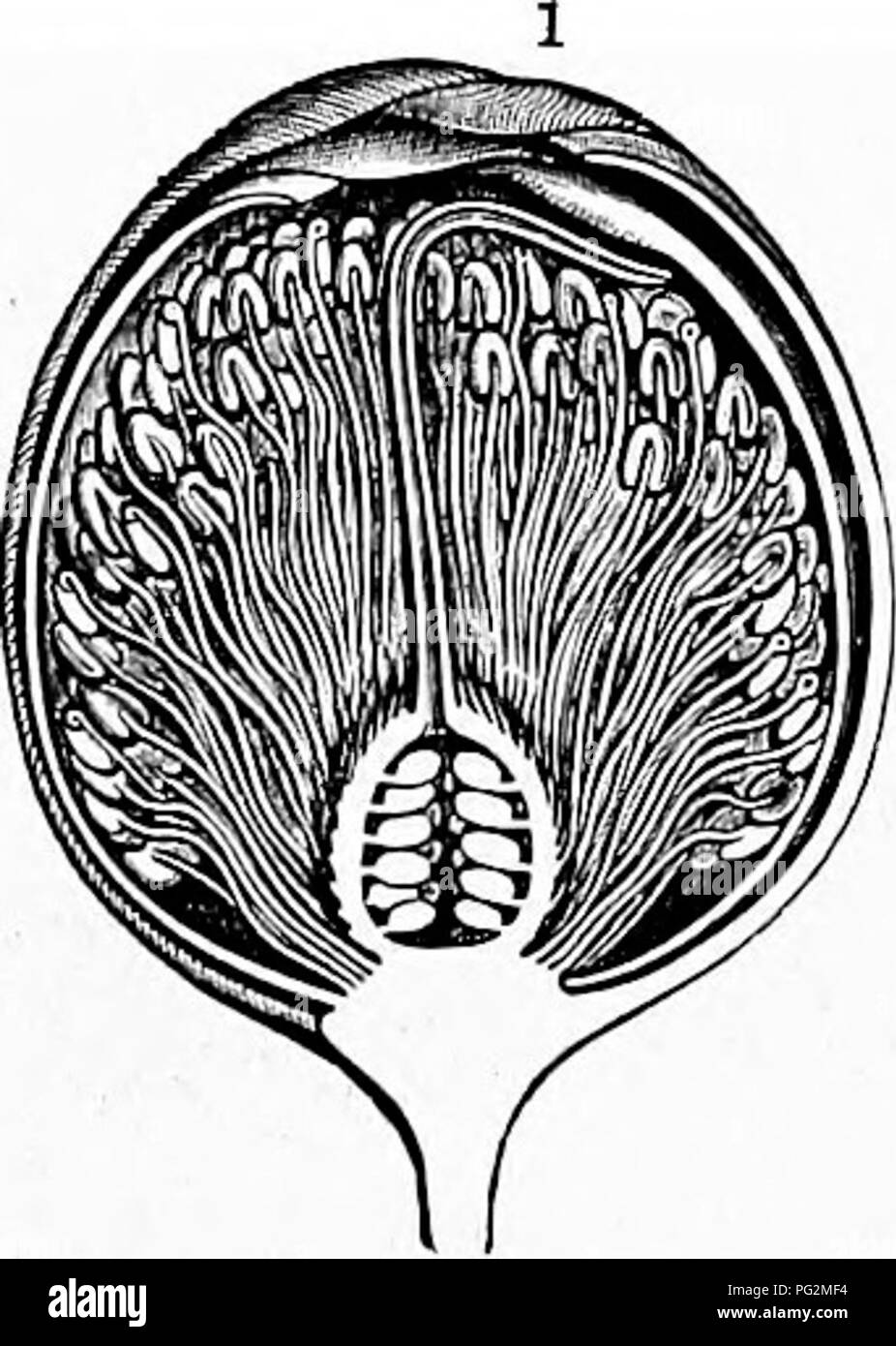 The Natural History Of Plants Their Forms Growth Reproduction And Distribution Botany 776 The Subdivisions Of The Vegetable Kingdom Upper Are Transformed Into Ribs And Form A Framework To Which The