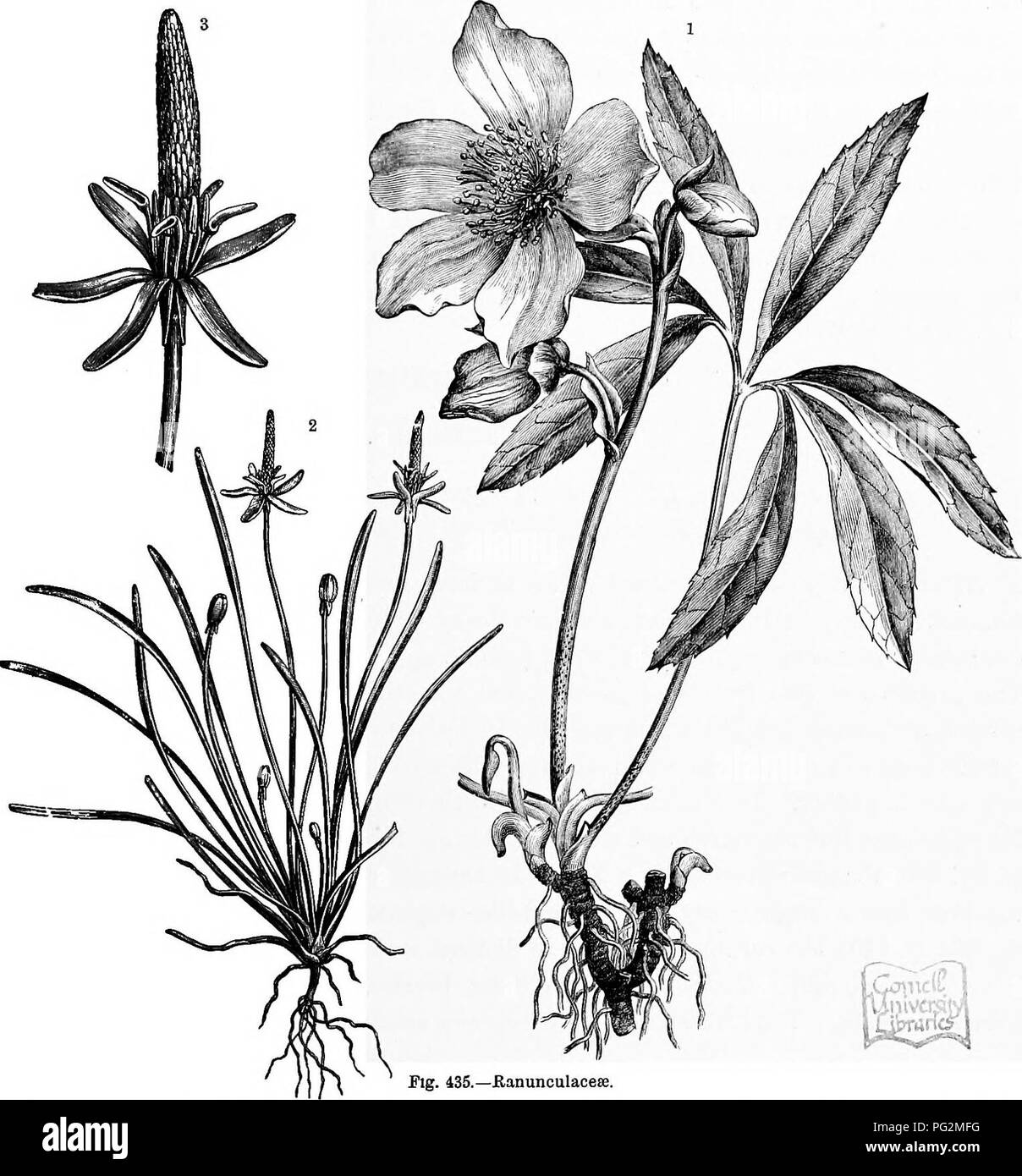 . The natural history of plants, their forms, growth, reproduction, and distribution;. Botany. ANGIOSPERMiE, DICOTYLEDONES. 773 didynamous stamens, but some of them, e.g. those of the genus Salvia (see fig. 271, p. 262), have two stamens, as have also the species of the genus Veronica (see fig. 257, p. 226) of the family Scrophulariaceae, and the majority of the Jasminaceae and Oleacese (see fig. 283 ^). Most of the Tubiflorse possess five stamens. The curious modification of the andrcecium of Asclepiadaceae has been fully described on p. 257,. Fig. 435.—JBanunculaoece, ' Helleborus niger (red Stock Photo