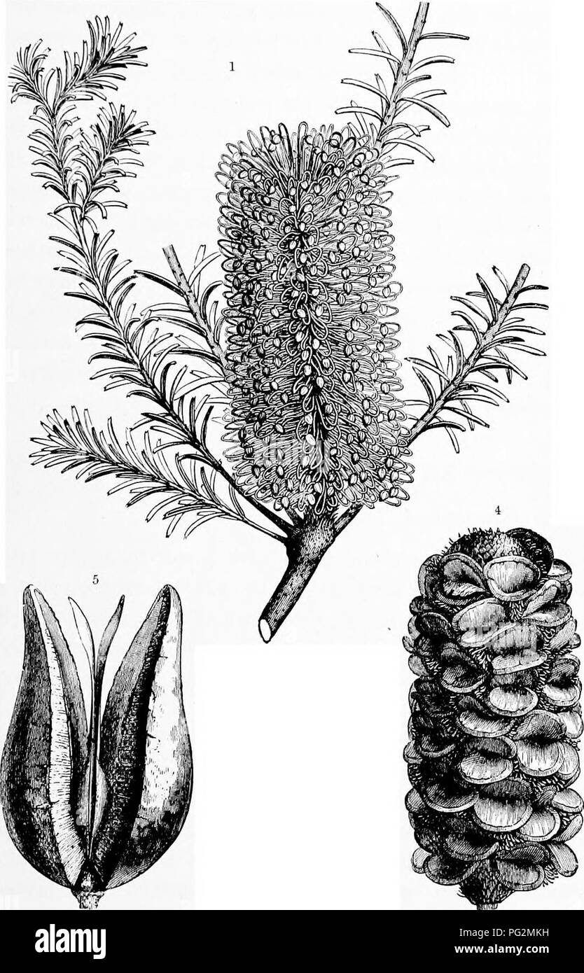 . The natural history of plants, their forms, growth, reproduction, and distribution;. Botany. ANGIOSPERMiE, DICOTYLEDONES. 751 a capsule or a follicle (see figs. 426 * and 426«, and fig. 324, p. 429). The seed contains an embryo furnished with two large, thick, fleshy cotyledons, but no endosperm. The Proteales are for the most part much-branched shrubs. The arboreal. Kg. 426.—Proteales. I Banksia ericifolia. 2 Single flower otBanksia littoralis with the spoon-shaped perianth-segments still closed. 3 Longitudinal section through the same flower; the style is in the form of a barbed hook, and  Stock Photo