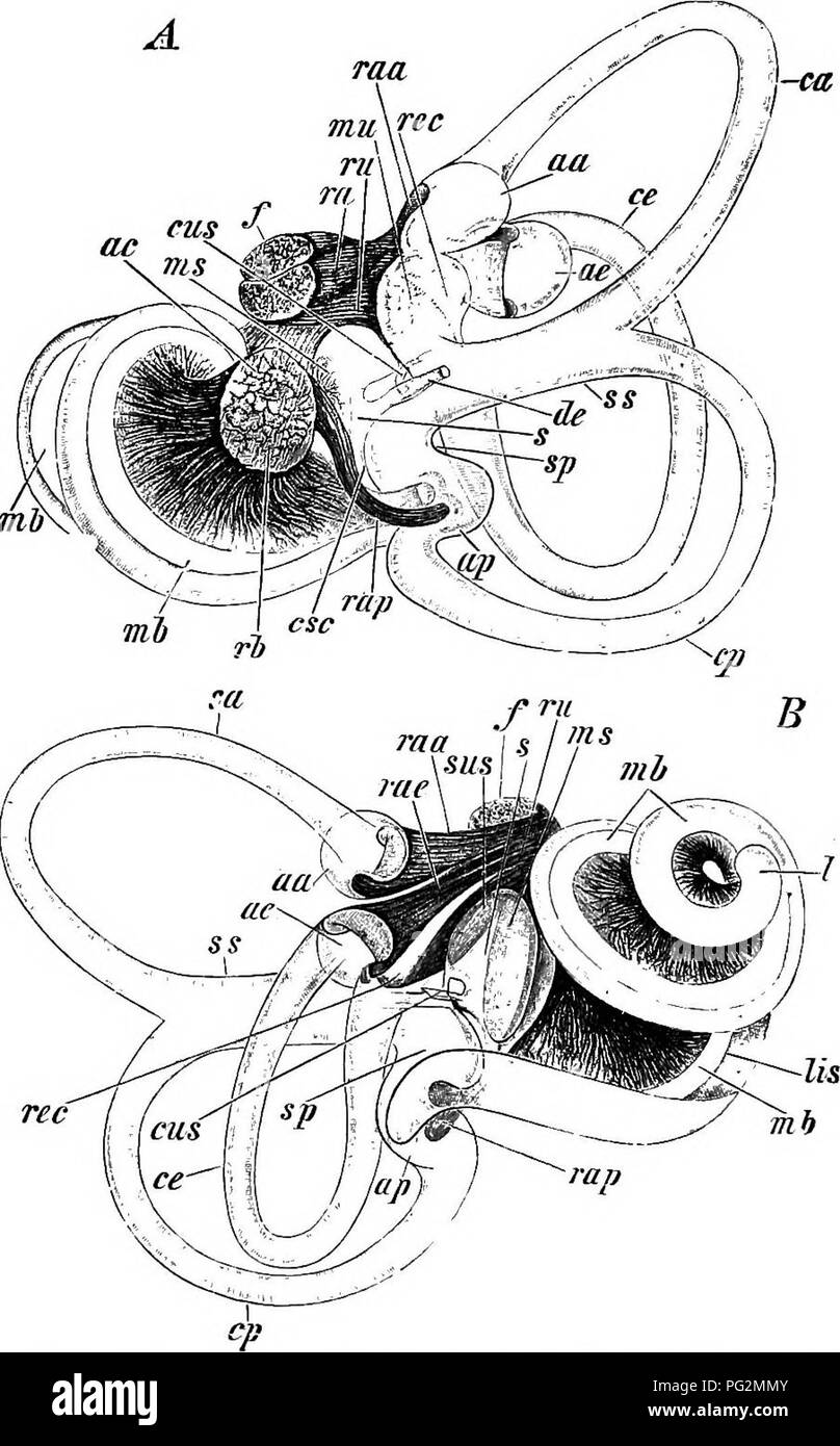 . Elements of the comparative anatomy of vertebrates. Anatomy, Comparative. 230 COMPARATIVE ANATOMY respect, as well as in the more highly-specialised histological struc- ture of the cochlea, lies the characteristic peculiarity of the auditory organ of Mammals. The auditory nerve forms the axis of the spiral. In consequence of this development of the cochlea, the papilla. Fig. 184.âRight Membkan'Ous Labyrinth of Rabbit (Lepu-i cunicnhix.) A, from the inner, and B from the outer side. (After G. Retzius.) sus, sinus utricularis sacculi; esc, canalis reimiens Henseni ; rh, basilar brancli of tlie Stock Photo