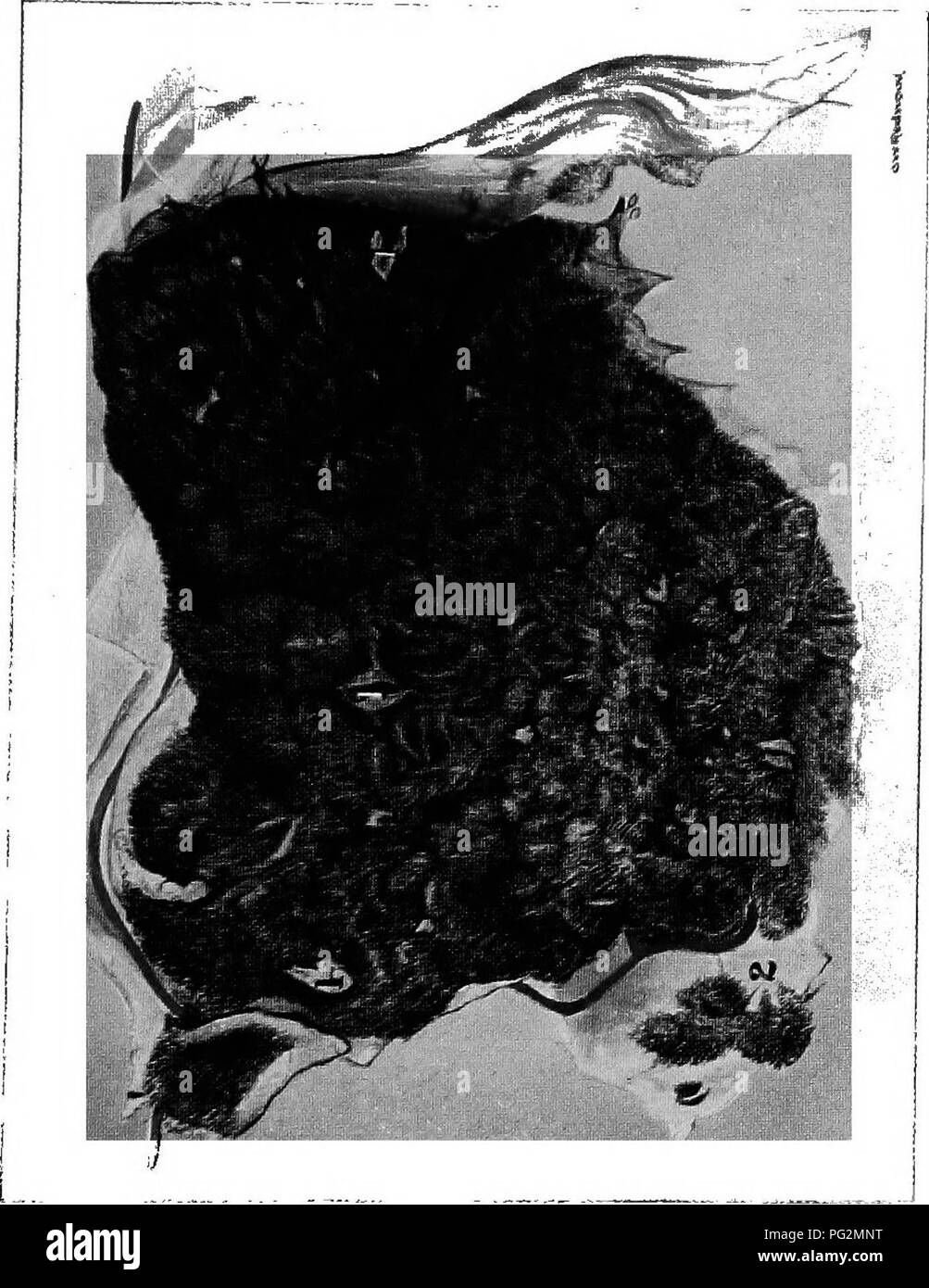 The Diseases Of The Genital Organs Of Domestic Animals Veterinary Medicine O O P F H T S Co C W Fe Gt O Z Q Q Lt D 3