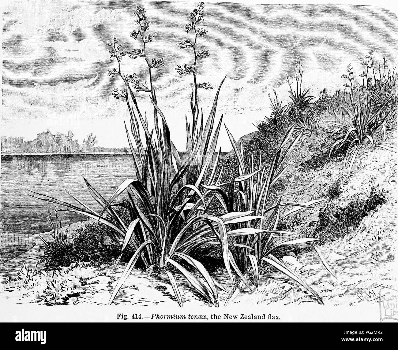 . The natural history of plants, their forms, growth, reproduction, and distribution;. Botany. ANGIOSPERM^, MONOCOTYLEDONES. 731 Liliastrum, a beautiful alpine plant; Hemerocallis, the Day Lily; Phormium tenax, the New Zealand Flax (fig. 414), the leaves of which yield a valuable fibre; Kniphofia, whose dense spikes resemble a red-hot poker, cultivated in gardens; the Aloes and their allies, chiefly African, with a permanent aerial branch-system; finally, the Australian Grass-trees (e.g. Xanthorrhcea hastilis, shown in Plate XVI.), often a conspicuous feature in the landscape, and with its lon Stock Photo