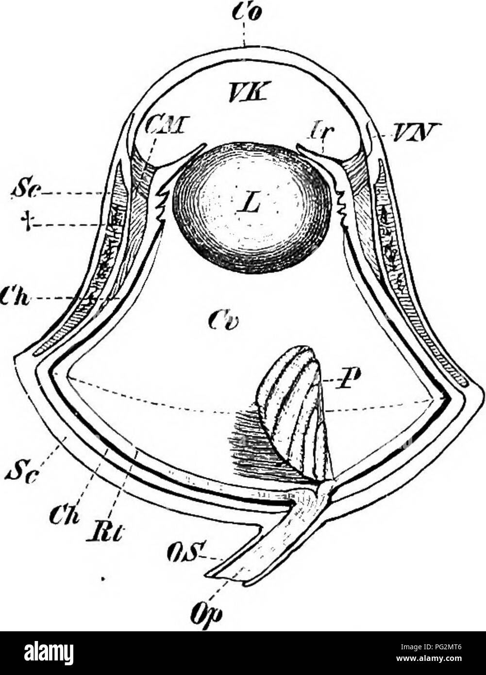 . Elements of the comparative anatomy of vertebrates. Anatomy, Comparative. Fig. 170. — Eye OP Lacerta niu- ralis, SHOWING THE Ring of Bony Sclero- tic Plates.. Fig. 171.—Eye of an Owl. Rt, retina ; Ch, Choroid; Sc, sclerotic, with its bony ring at t : CM, ciliary muscle; Co, cornea; VN, point of jvmction between sclerotic and cornea ; Jr, iris; VK, anterior chamber; L, lens ; Cr, vitreous humour ; P, pecten; Op, OS, optic nerve and sheath. The dotted line passing across the broadest portion of the circumference of the eye divides the latter into an inner and an outer segment. outer portion is Stock Photo