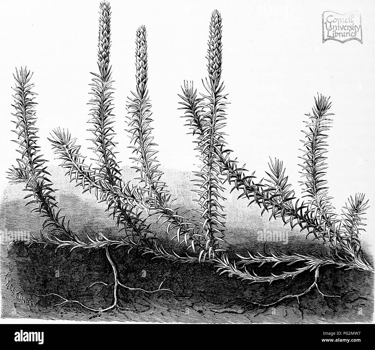 . The natural history of plants, their forms, growth, reproduction, and distribution;. Botany. 714 THE SUBDIVISIONS OF THE VEGETABLE KINGDOM. the latter their condition parallels that of the Hydropterides. Lepidodendracese and SigillariacesB are represented by fossil forms only. LycopodiacecB.—The Club-mosses proper include some 100 species, distributed over various parts of the globe. The habit of a typical Lycopodium is indicated in the accompanying figure of L. annotinuTn, with its branching stem closely set with simple, scale-like leaves and terminal cones. The species common in mountain r Stock Photo
