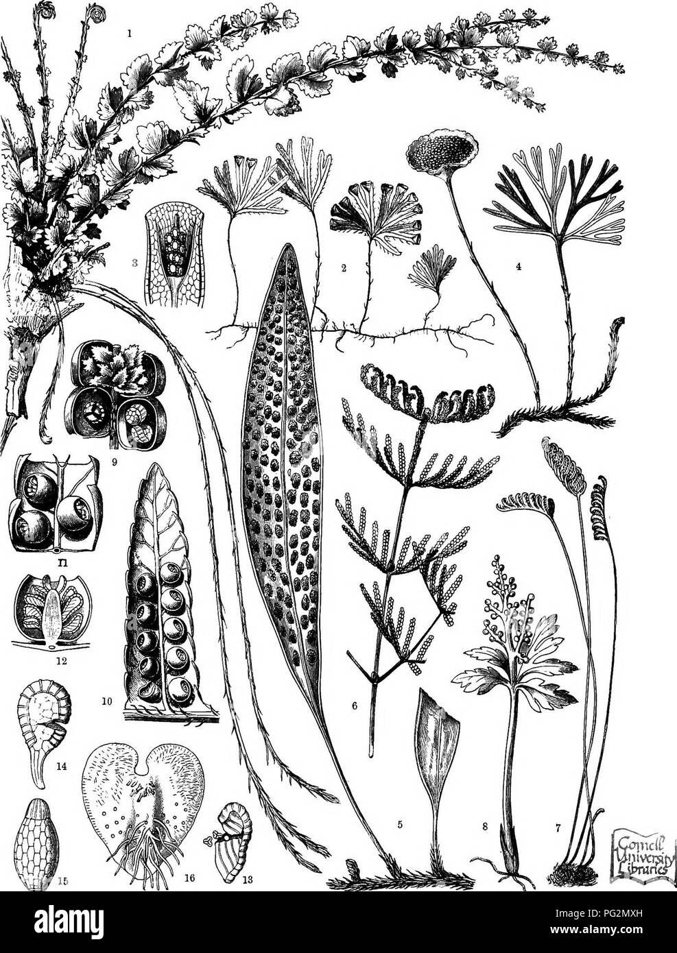 . The natural history of plants, their forms, growth, reproduction, and distribution;. Botany. PTERIDOPHYTA. 707. Fig. 400.—Various Ferns. 1 Nephrolepis Duffl. 2 Tnehomanes LyallU. * Sorus of the same fern, with cup-ahaped investment seen in longitudinal section. * Shipidopteris peltata. ^ Polypodiwm serpens. ' VoTtlou ot ironi ot Oleichenia alpina. i Schizosajlstnlosa. 8 BotryahiUTn lanceolatwm. 9 Under side of a fragment of the frond of Gleichenia alpina; above the sporangia are concealed by a tuft of scales, below they are exposed, i&quot; and &quot; Fertile pinnule of Cyathea elegam. 12 Lo Stock Photo